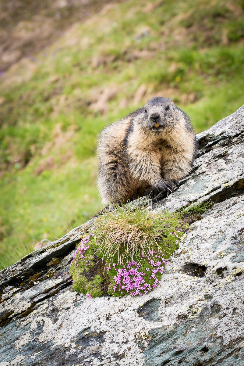 Nikon D800E + Sigma 150mm F2.8 EX DG OS Macro HSM sample photo. Marmot photography