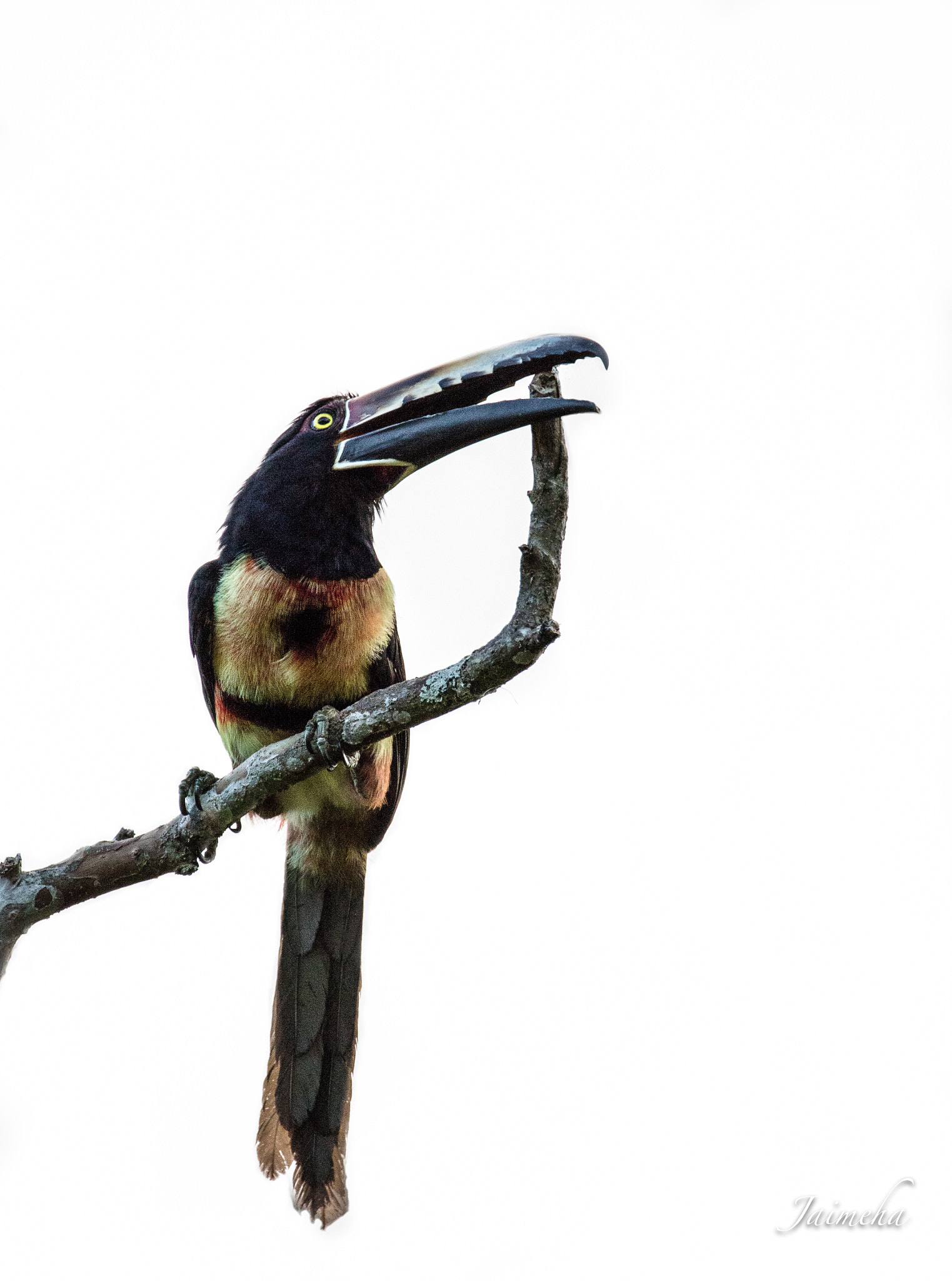 150-600mm F5-6.3 DG OS HSM | Contemporary 015 sample photo. Collared aracari photography
