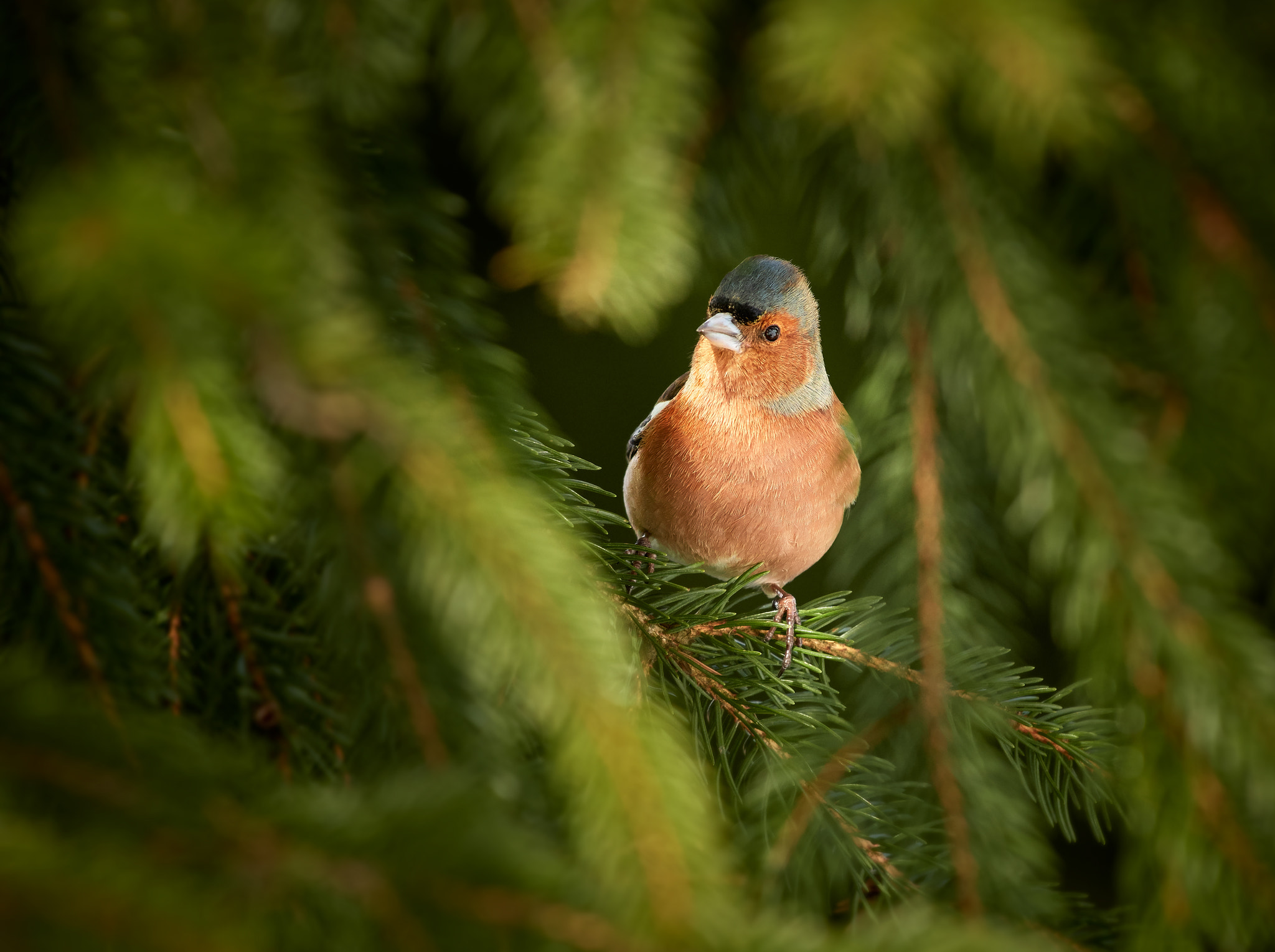 Nikon AF-S Nikkor 200-500mm F5.6E ED VR sample photo. Common chaffinch (fringilla coelebs) photography