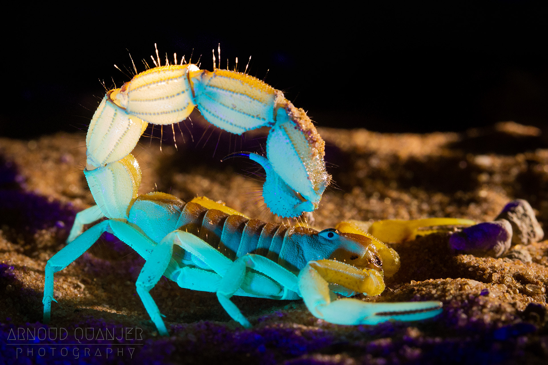 Canon EF 100mm F2.8 Macro USM sample photo. Scorpion in uv-light photography