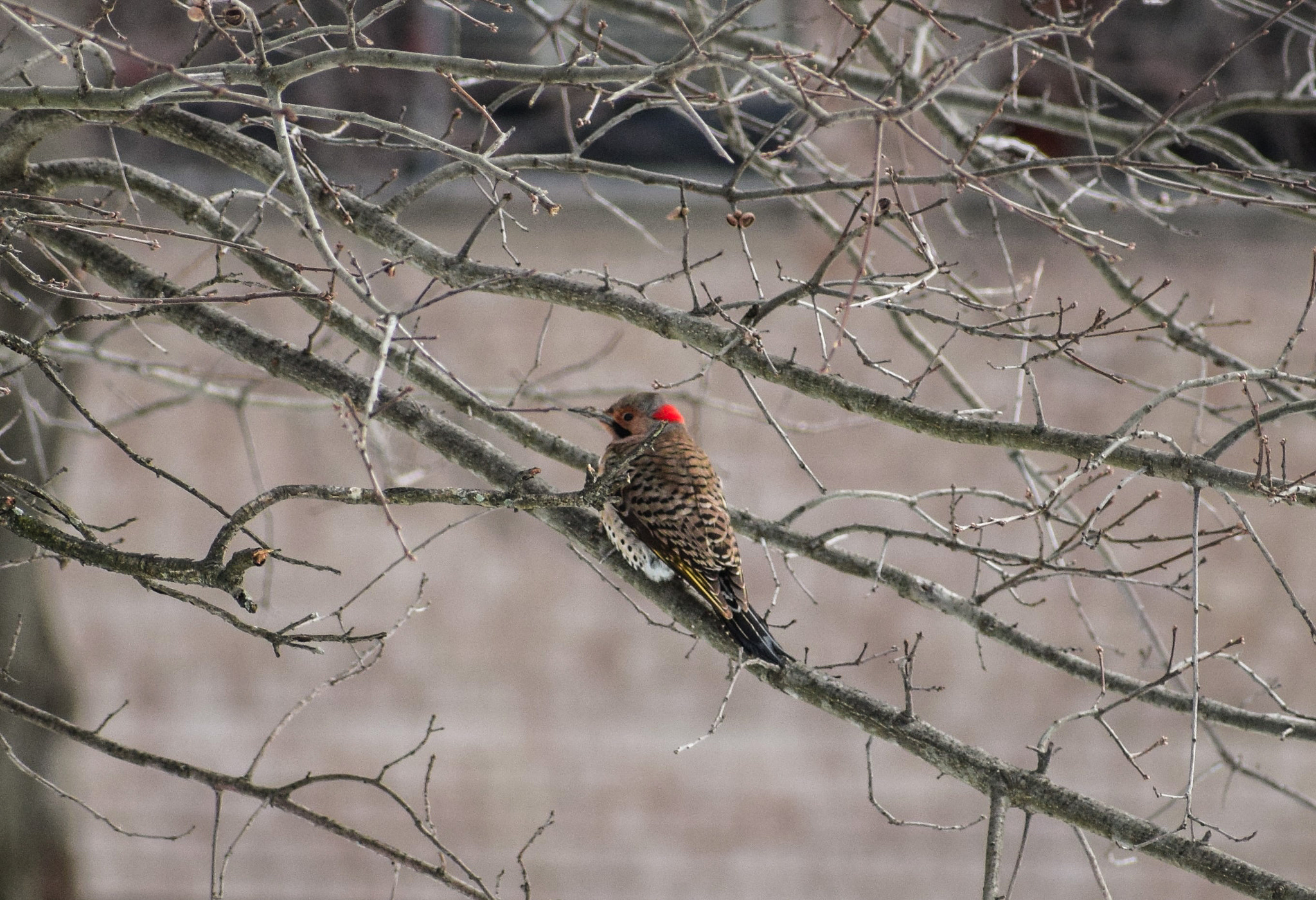 Nikon AF-S Nikkor 70-200mm F2.8G ED VR II sample photo. Red bellied woodpecker photography