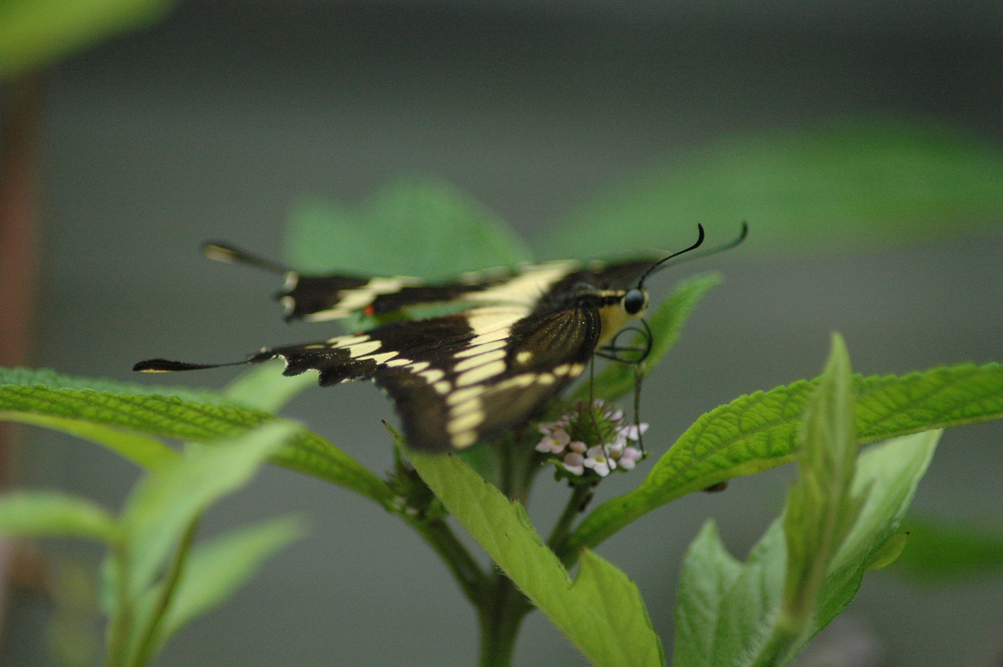 Nikon D70s sample photo. A butterfly, resting on a leaf for a moment photography