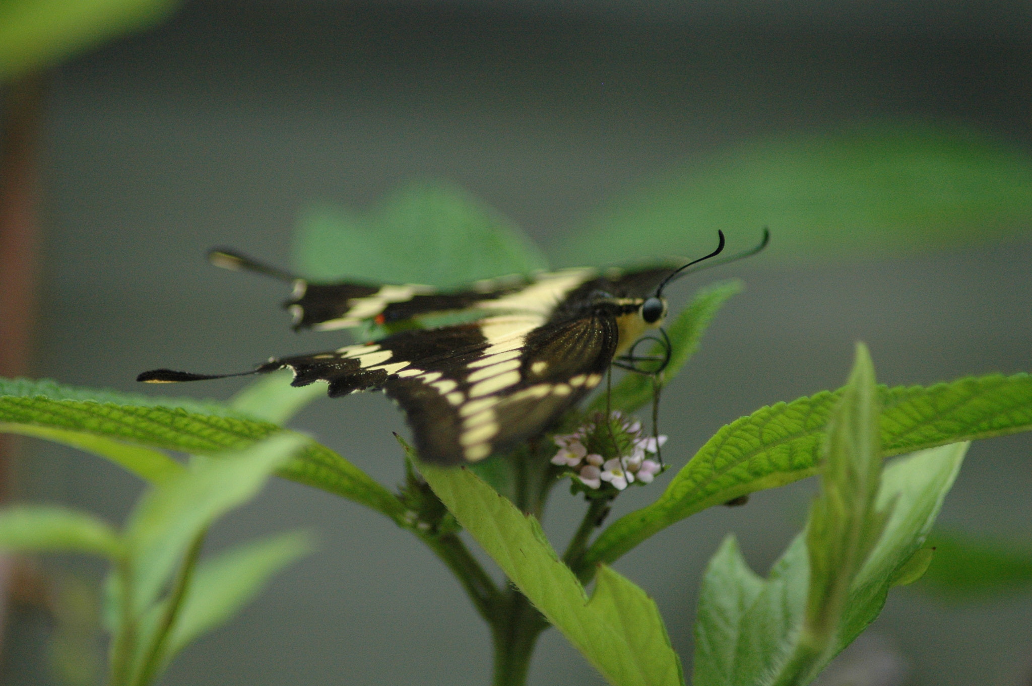 Nikon D70s + Tamron AF 70-300mm F4-5.6 Di LD Macro sample photo. A butterfly, resting on a leaf for a moment photography