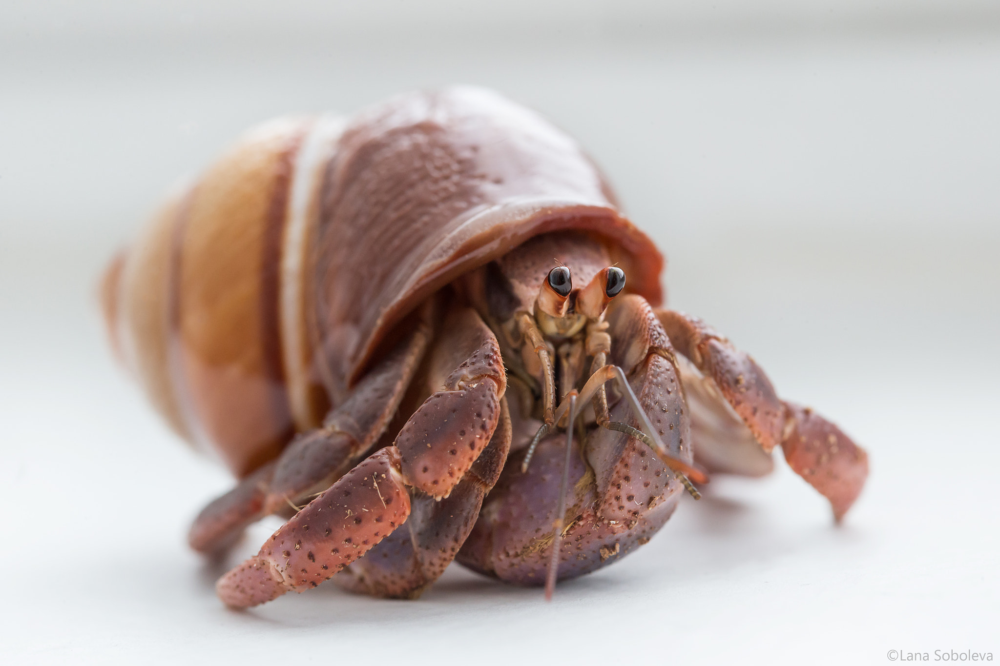 Canon EOS-1D X + Canon EF 100mm F2.8L Macro IS USM sample photo. Bob, the hermit crab photography
