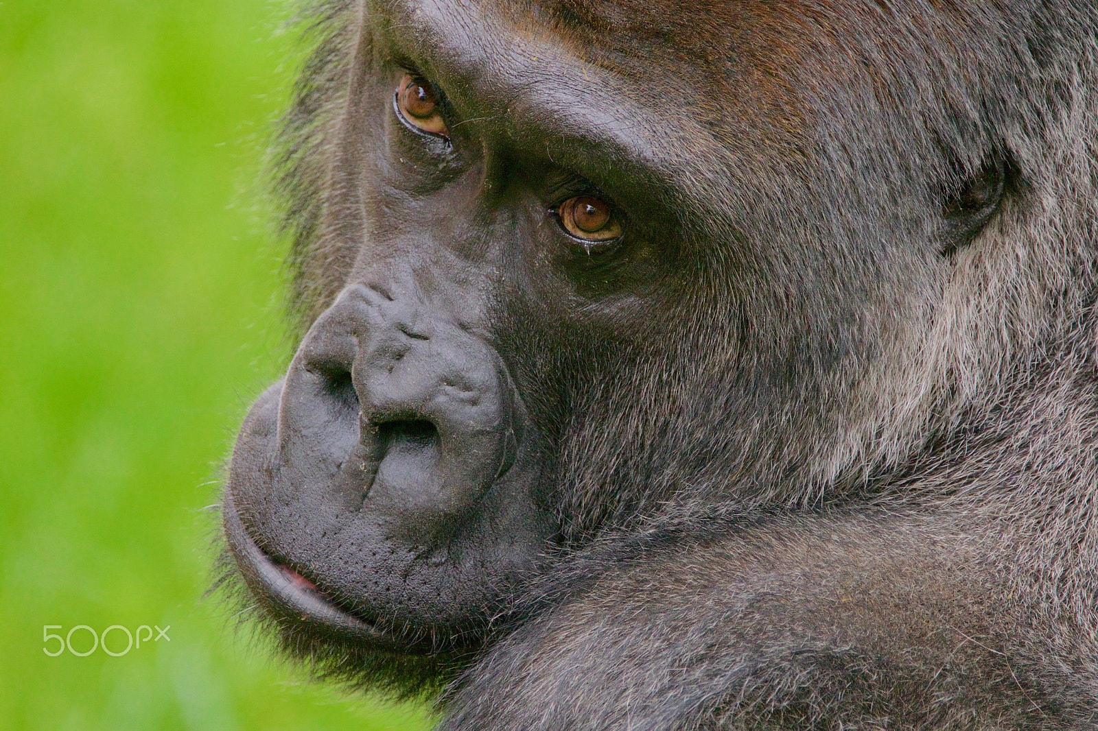 Sigma 150mm f/2.8 EX DG OS HSM APO Macro sample photo. What a face photography