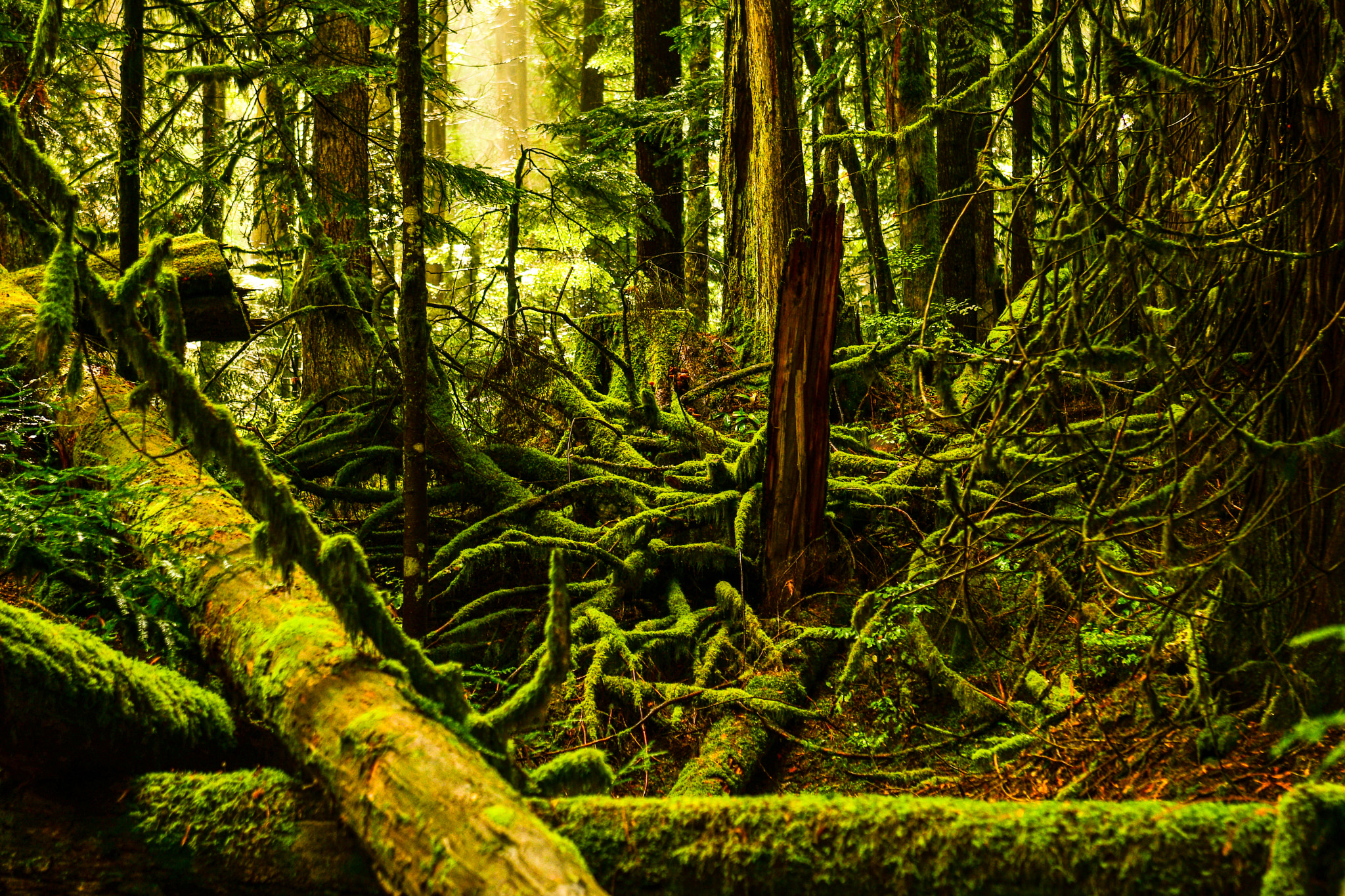 Nikon AF-S Nikkor 24-70mm F2.8G ED sample photo. Mossy forest photography