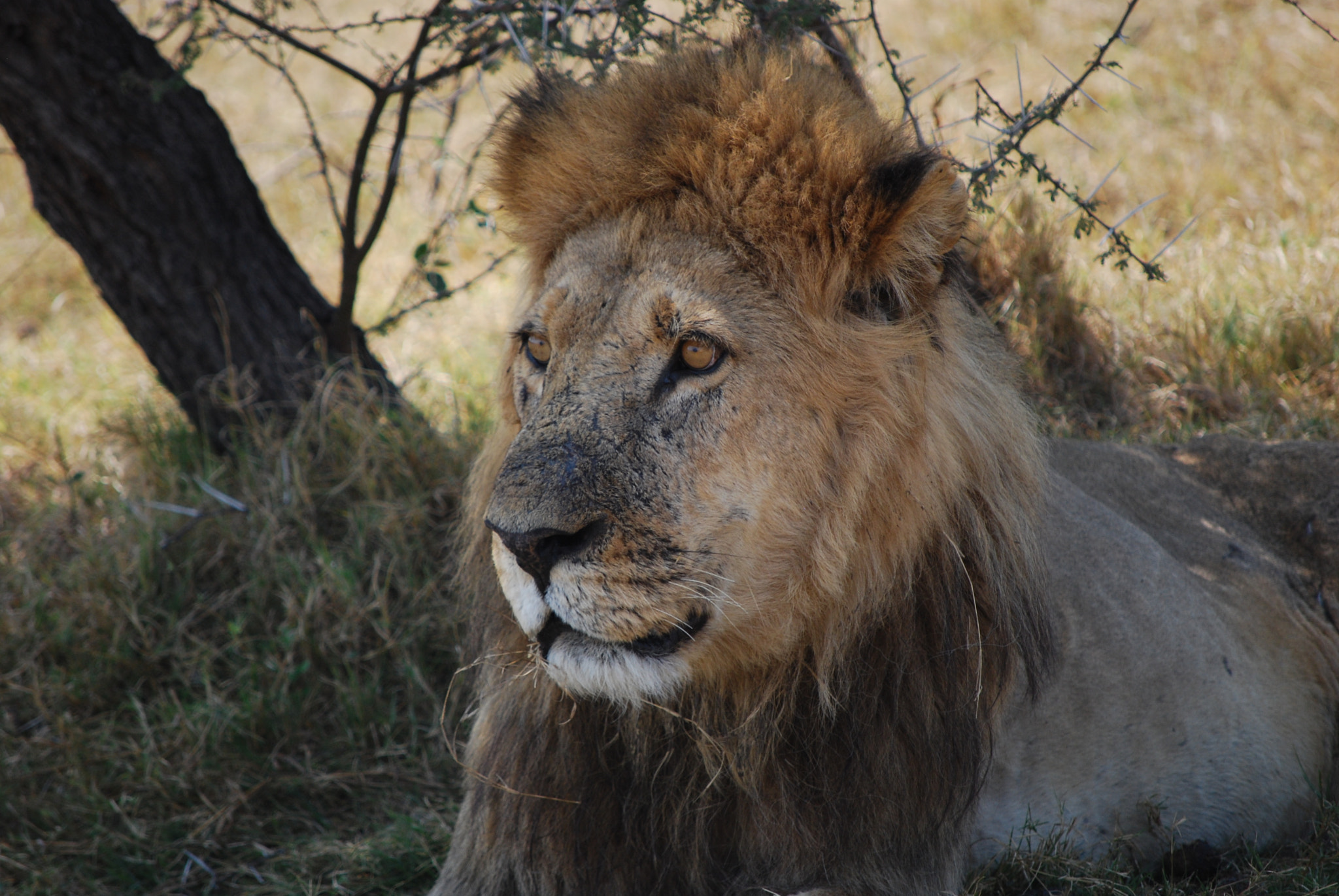 Nikon D60 sample photo. Botswana - okavango photography