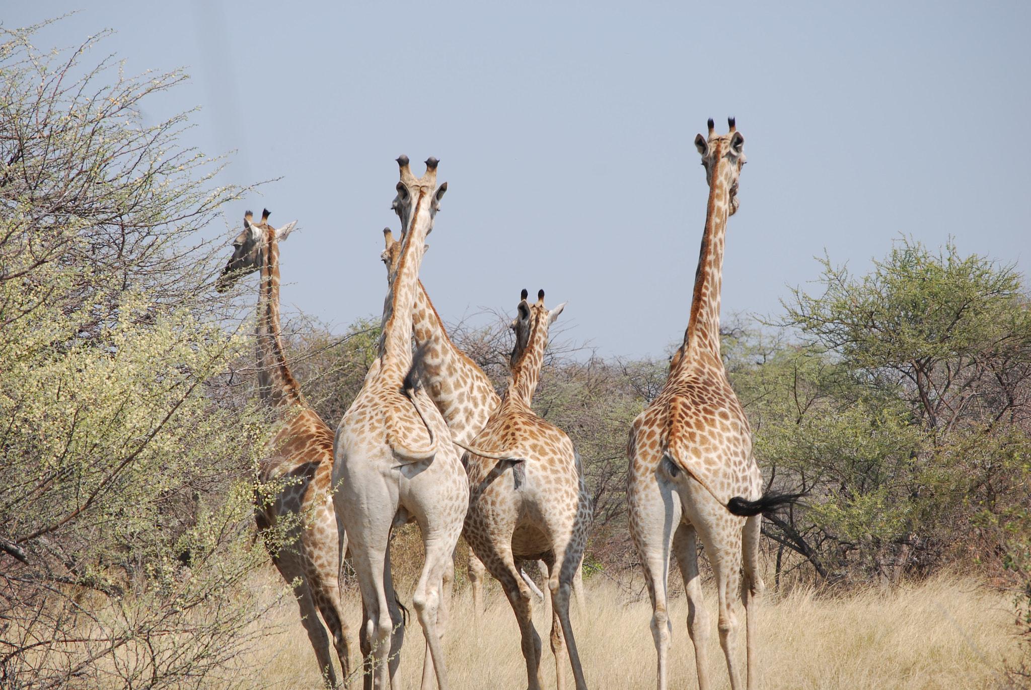 Nikon D60 sample photo. Botswana - okavango photography