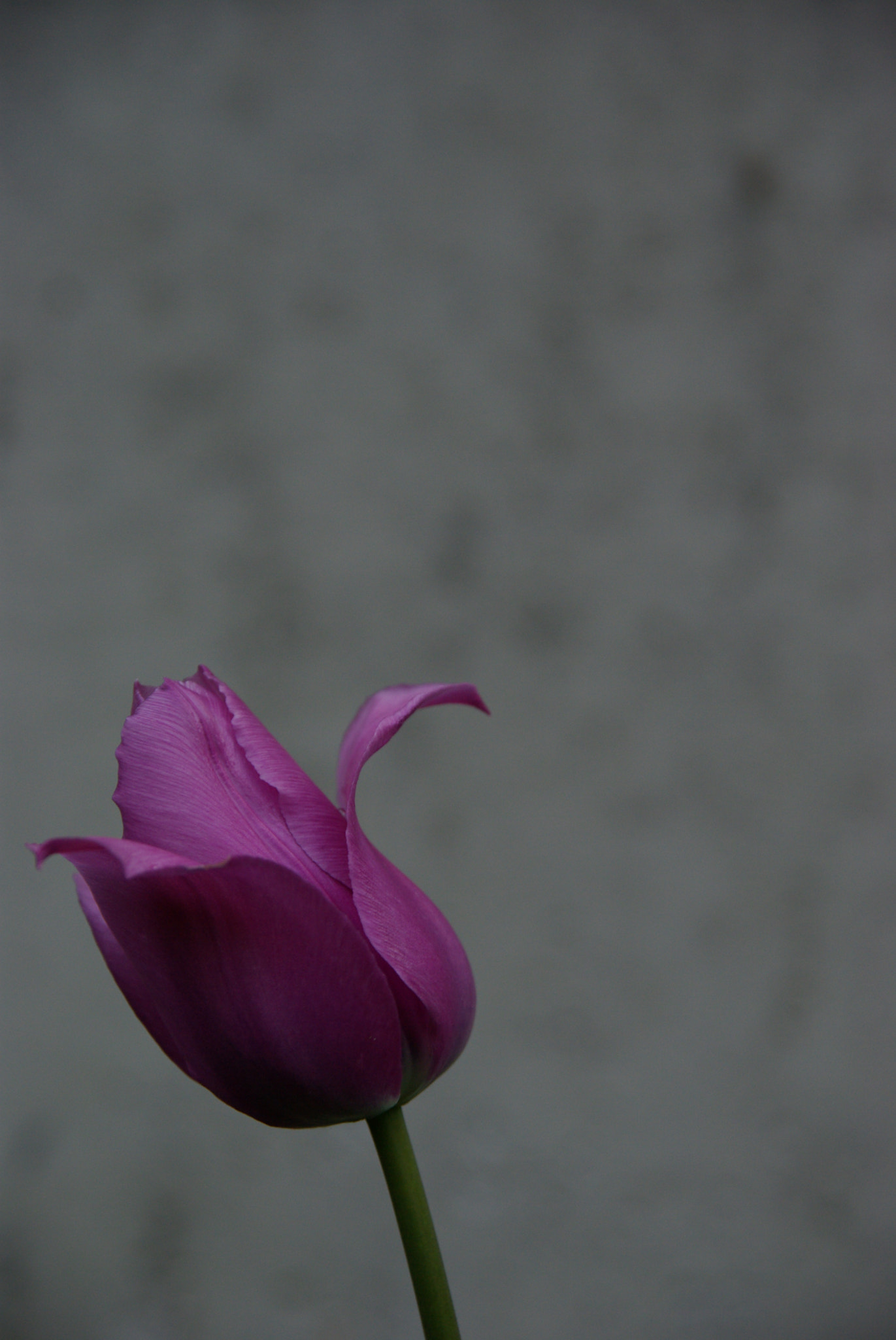 Pentax K10D + Tamron 35-90mm F4 AF sample photo. Simple tulip photography