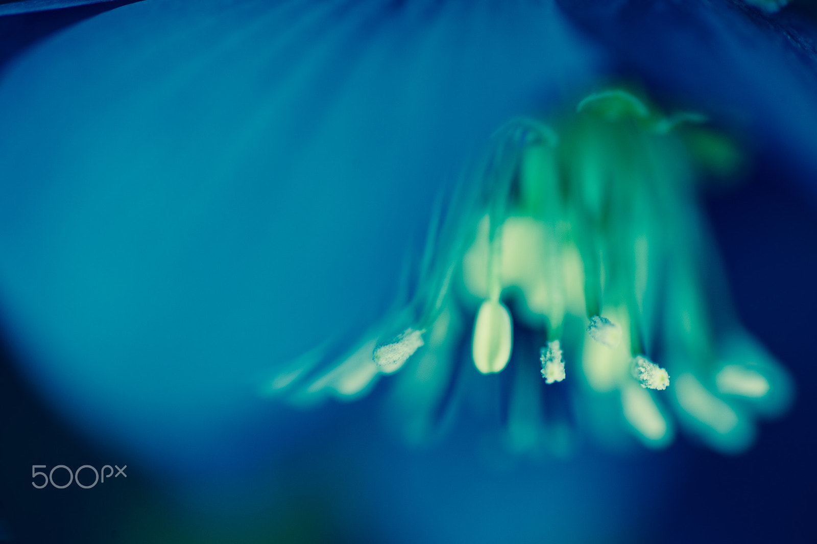 Nikon Df sample photo. Blue secret photography