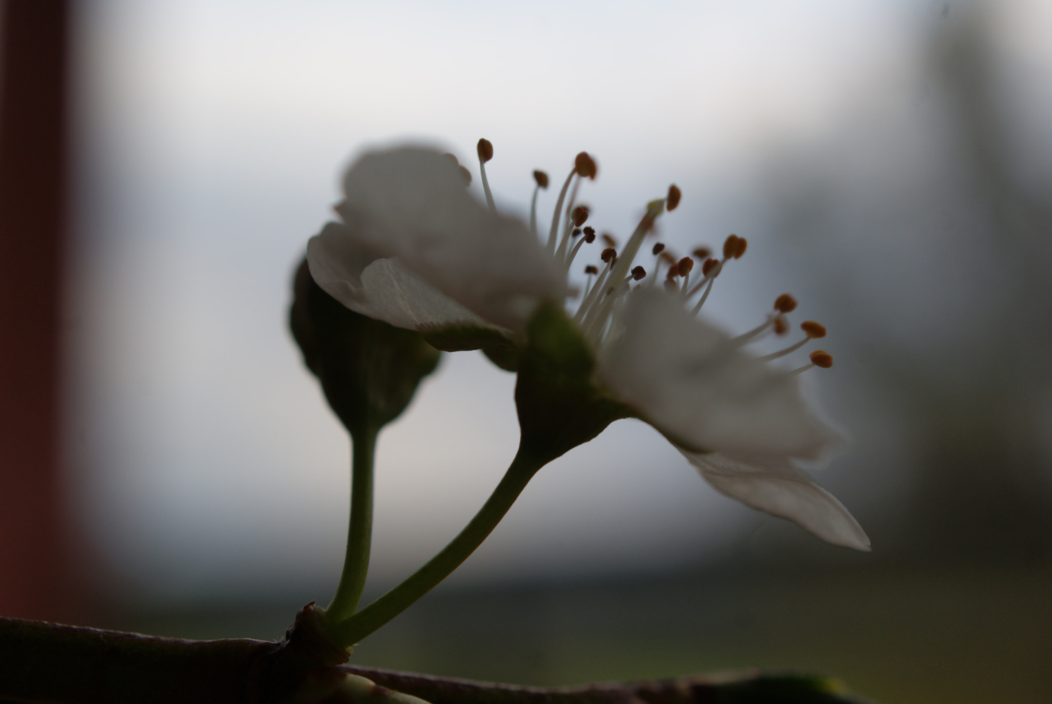 Sony Alpha DSLR-A330 sample photo. Flor de pruner 2 photography