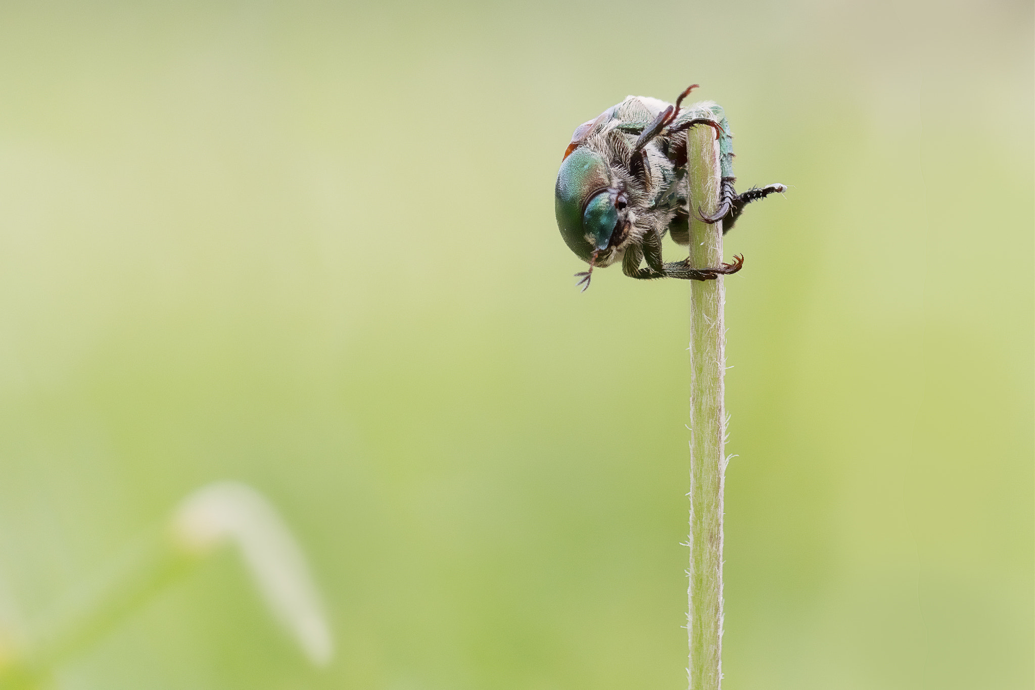 Canon EF-S 55-250mm F4-5.6 IS II sample photo. On the edge photography