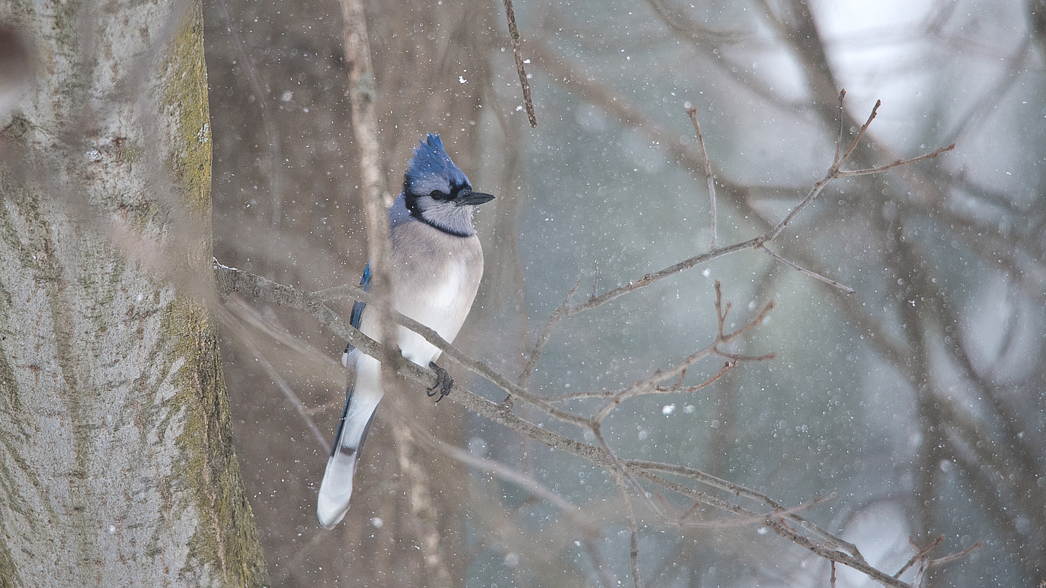 Nikon D750 + Sigma 50mm F2.8 EX DG Macro sample photo. Blue jay photography