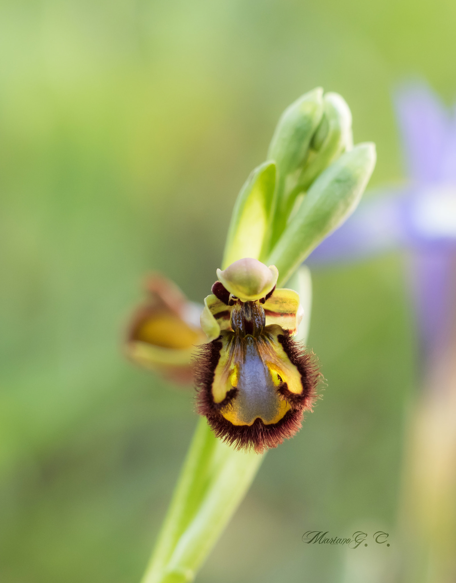 Olympus M.Zuiko Digital ED 40-150mm F2.8 Pro sample photo. Ophrys speculum photography