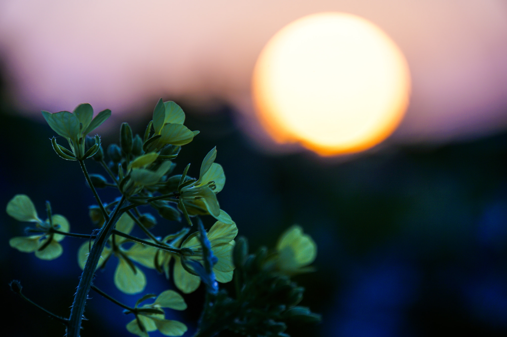 Sony E 18-200mm F3.5-6.3 OSS sample photo. Wild mustard photography