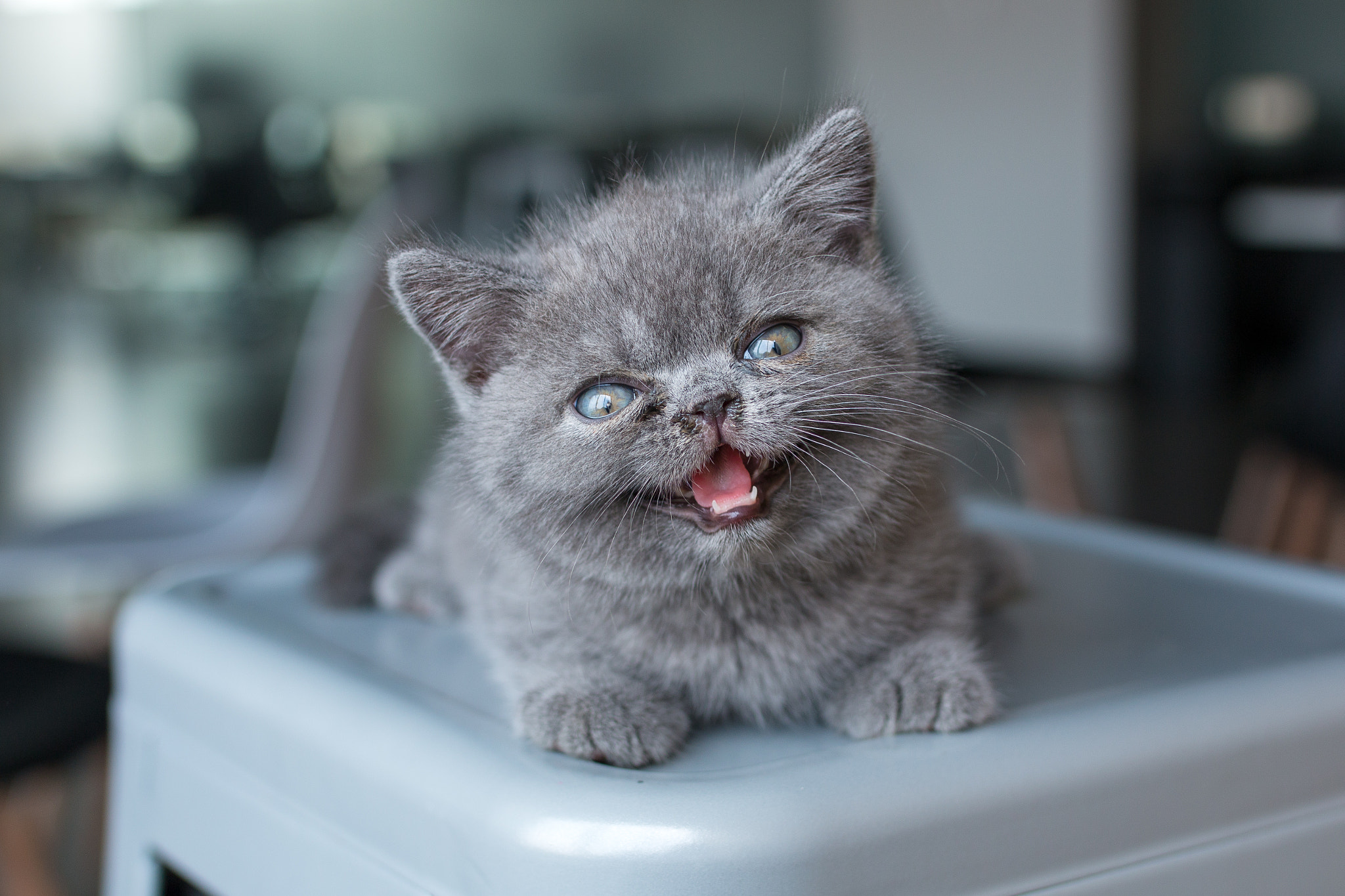 Canon EOS 70D + Sigma 35mm F1.4 DG HSM Art sample photo. The cute cat. photography