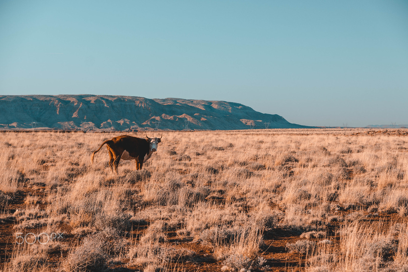 Sony a6300 + Sony Vario-Tessar T* E 16-70mm F4 ZA OSS sample photo. Desert cow photography