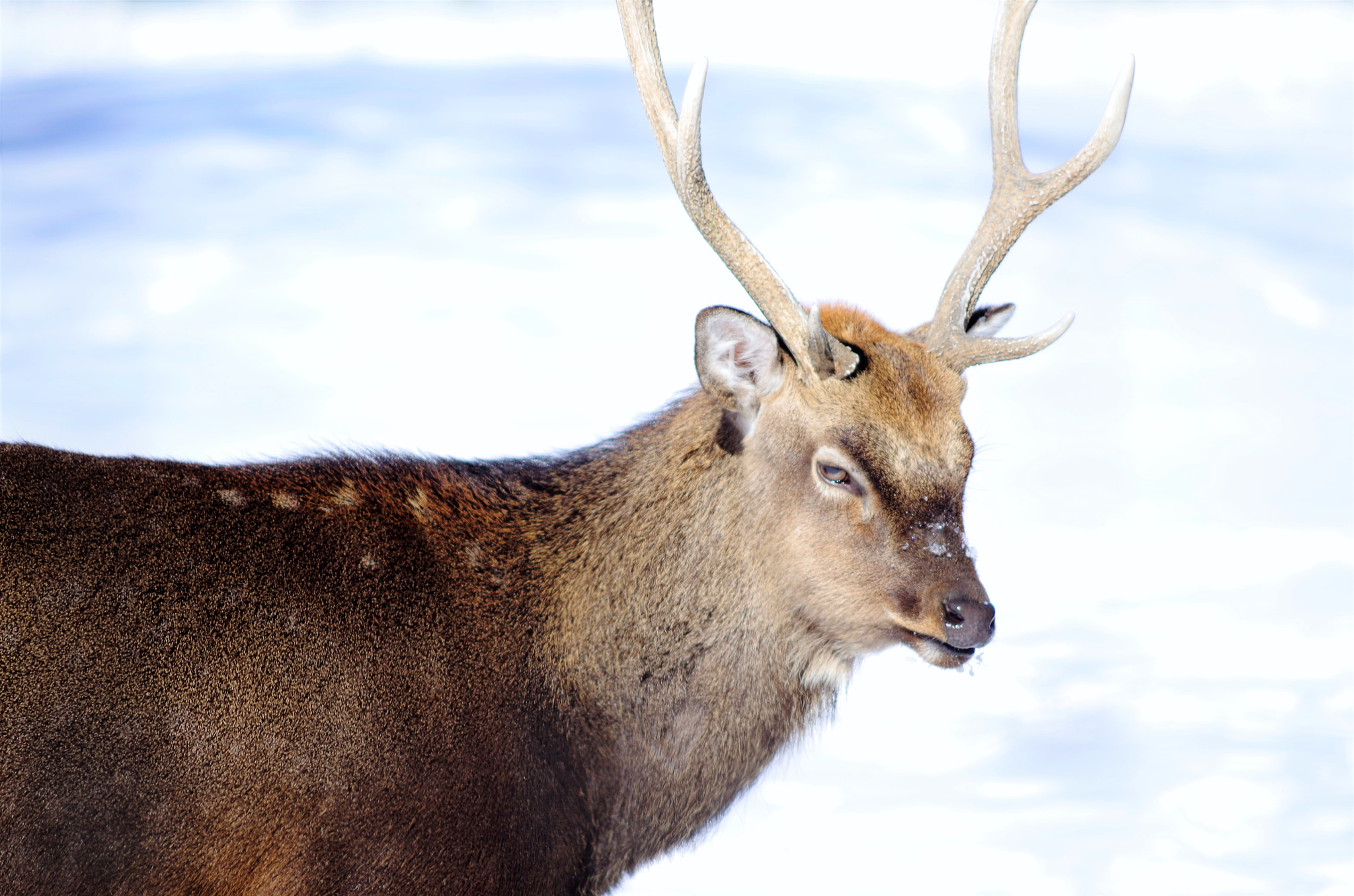 Pentax K-50 + smc PENTAX-DA L 55-300mm F4-5.8 ED sample photo. Antler photography