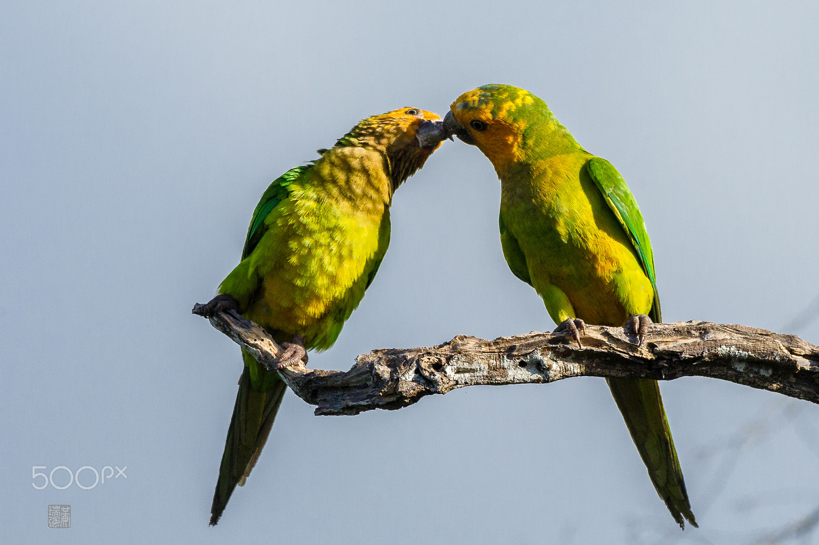 Canon EOS-1D Mark IV sample photo. Brown throated parakeet photography