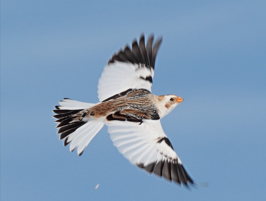 Canon EF 70-200mm F4L USM sample photo. Snow bunting photography