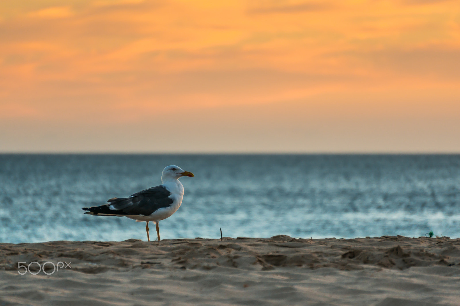 Sony Alpha NEX-5R + Sony E 55-210mm F4.5-6.3 OSS sample photo. Seagull at sunset photography