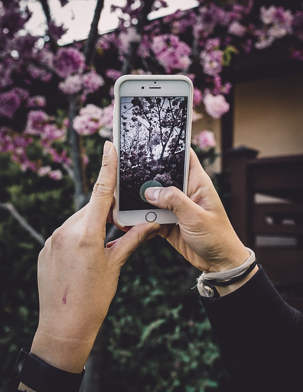 Sony a7 II + 35mm F1.4 sample photo. Cherry blossoms photography