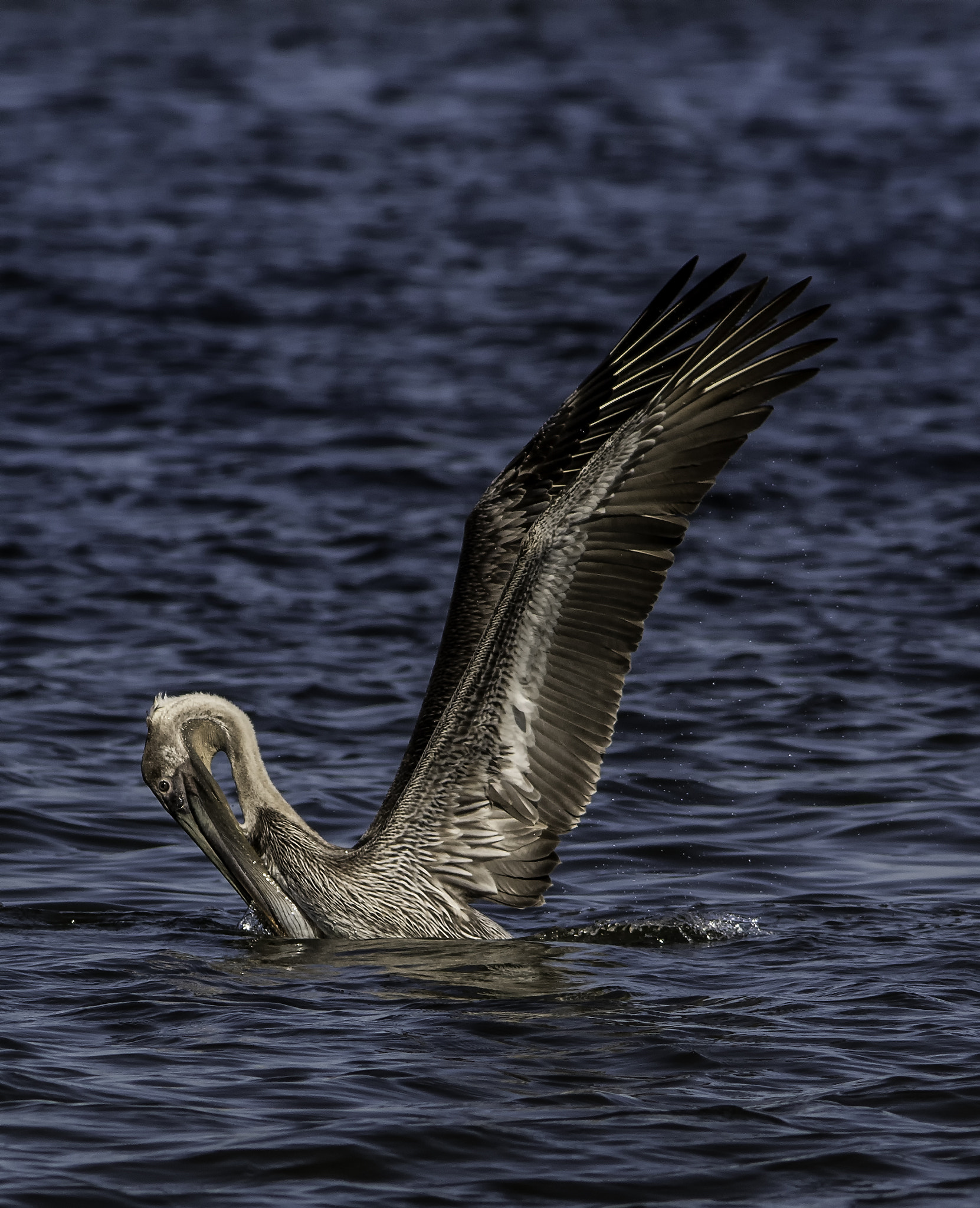 Canon EOS 7D Mark II + Canon EF 300mm F4L IS USM sample photo. Juvenile brown pelican photography