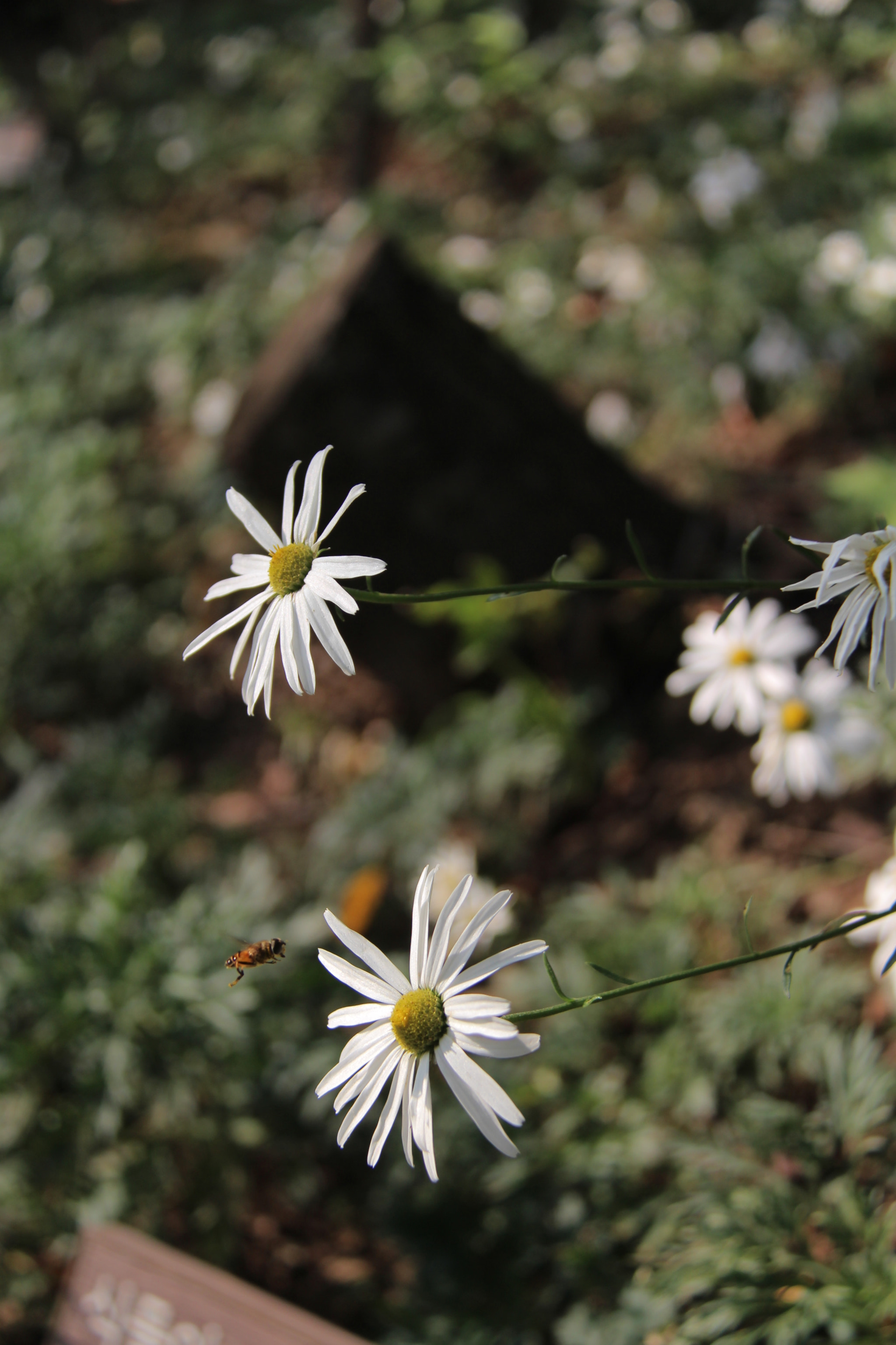 Canon EF-S 18-200mm F3.5-5.6 IS sample photo