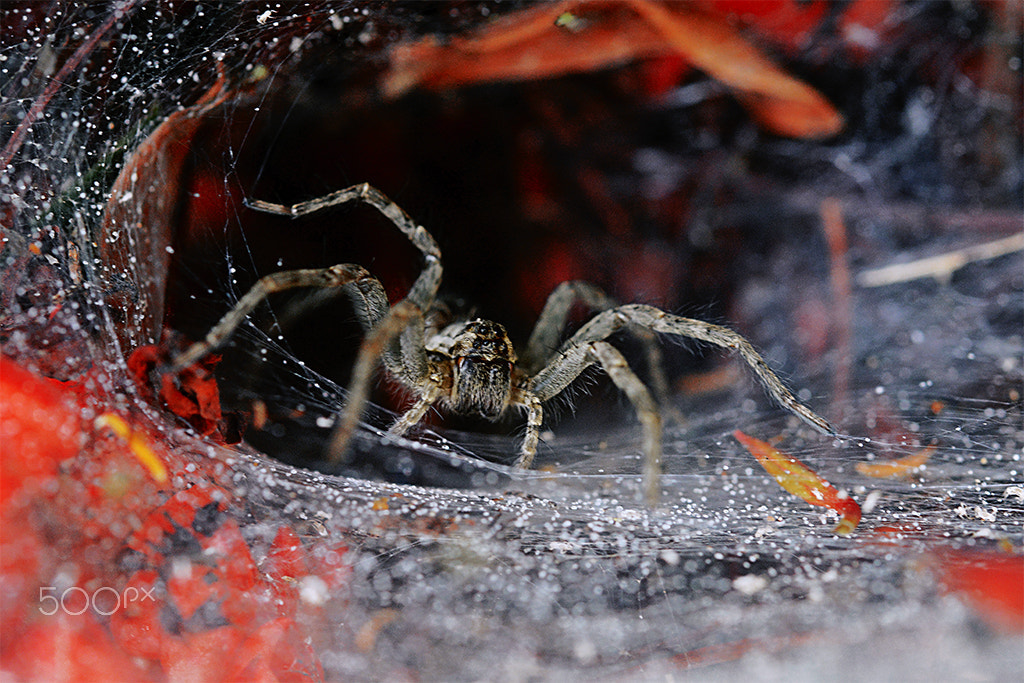 Nikon D7100 + Nikon AF-S Micro-Nikkor 60mm F2.8G ED sample photo. Esperando a presa -spider waiting for prey photography