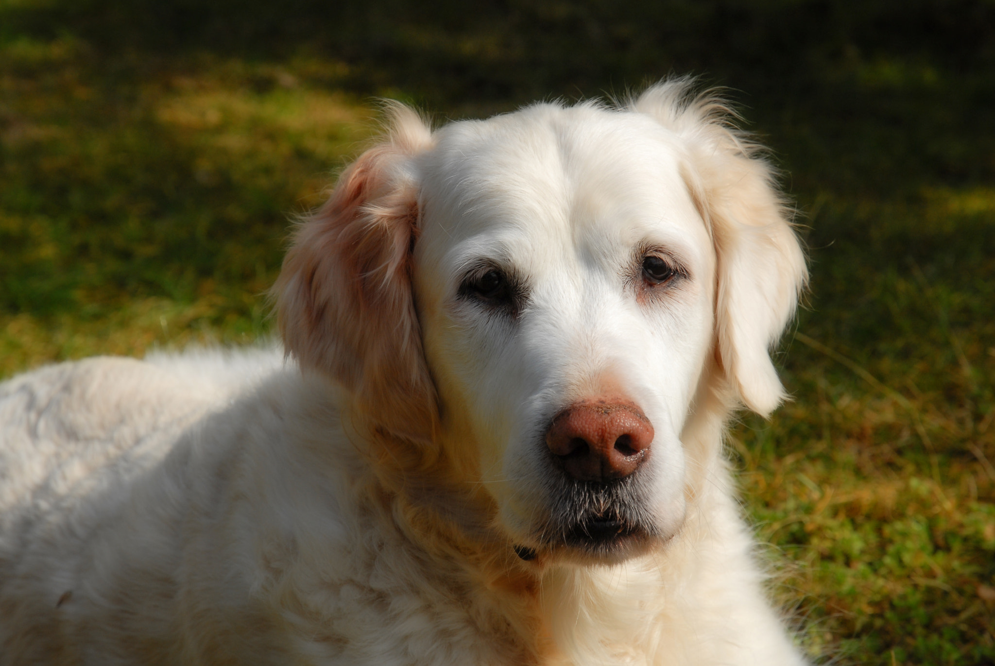 Nikon D200 sample photo. Golden photography