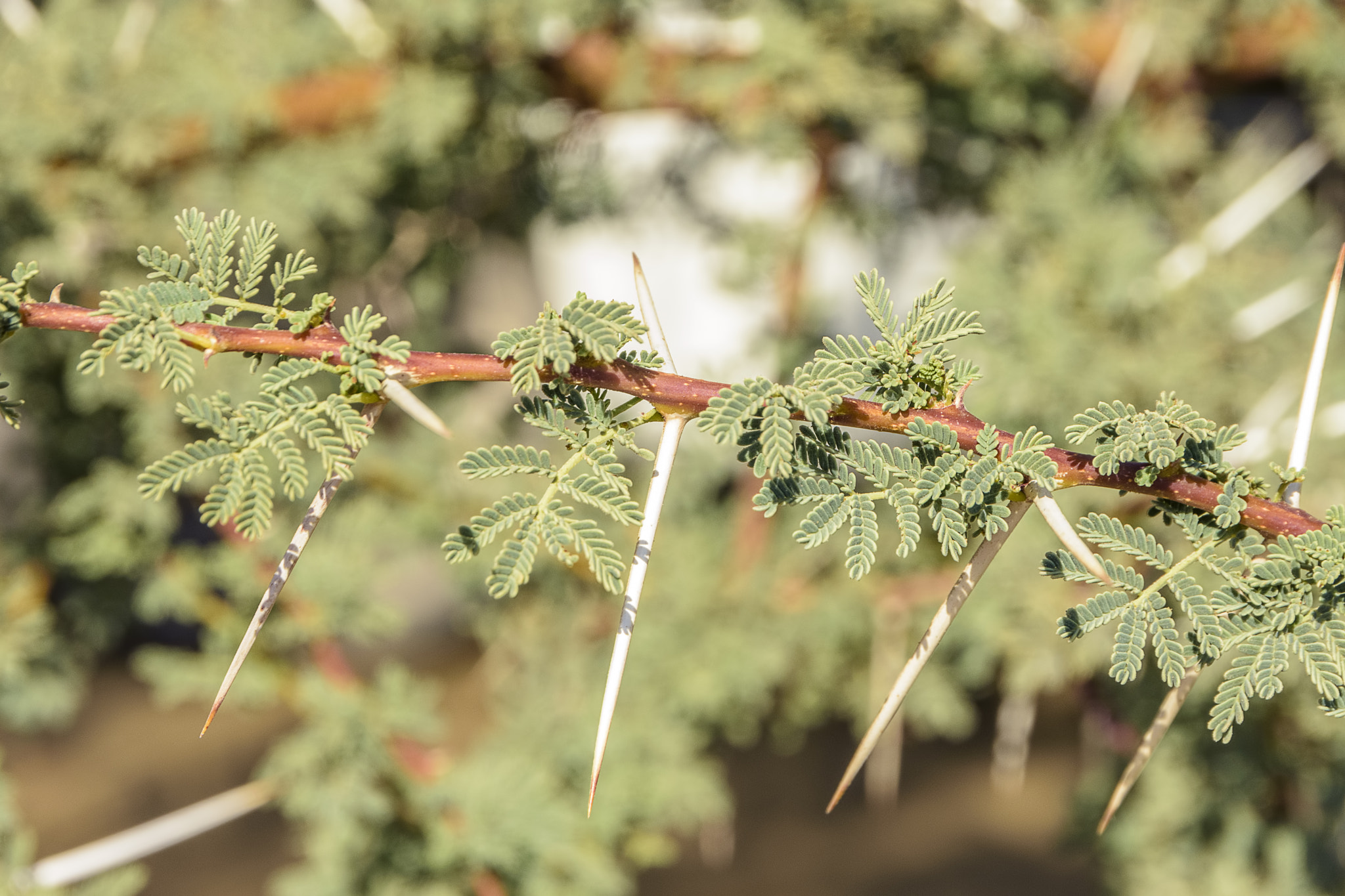 Nikon D7200 + Sigma 18-250mm F3.5-6.3 DC OS HSM sample photo. Huge acacia tree thorns & roses close-up vision photography