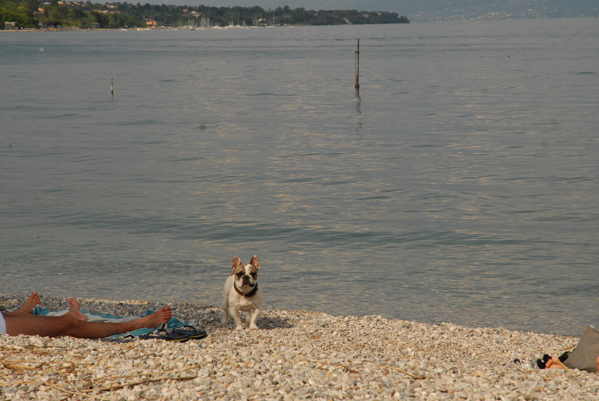 Nikon D200 sample photo. Hey you! go away! photography