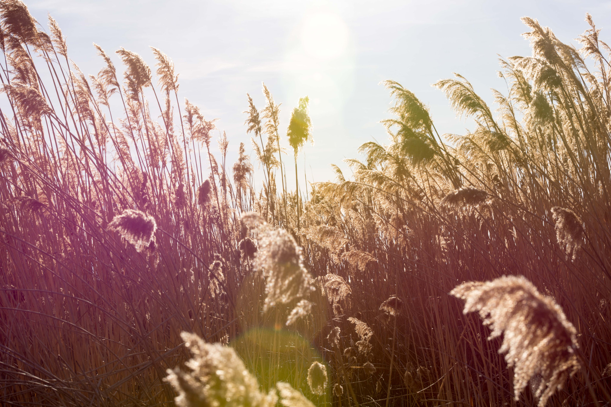 Tamron SP 70-200mm F2.8 Di VC USD sample photo. Golden grass photography