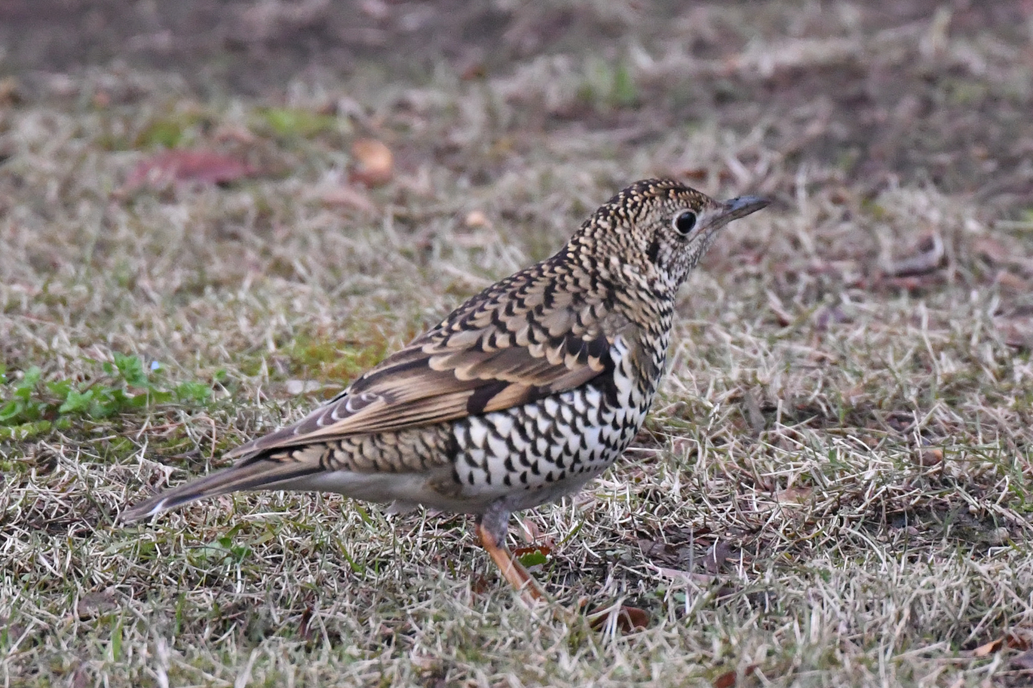 Nikon D500 sample photo.   photography