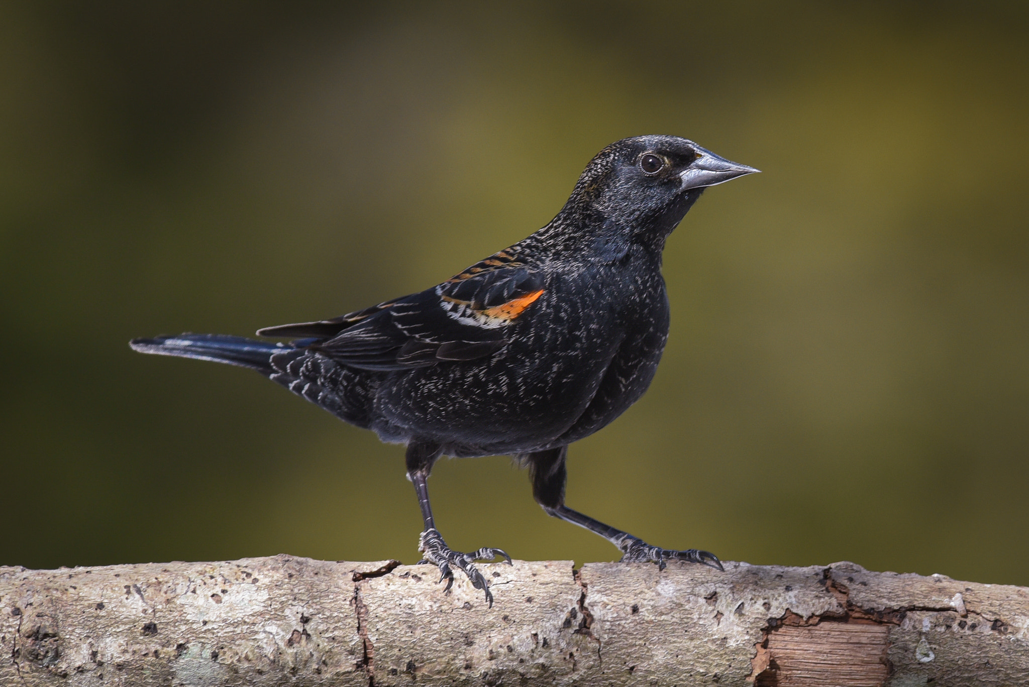 Nikon AF-S Nikkor 300mm F2.8G ED-IF VR sample photo. Red-winged blackbird photography