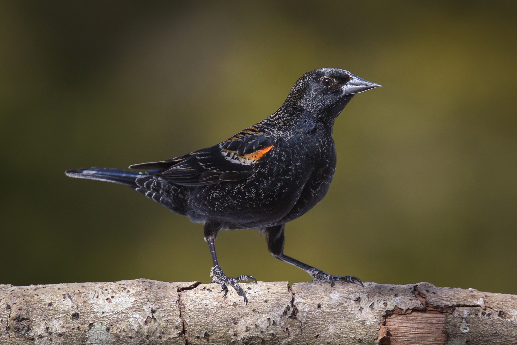 Nikon D750 + Nikon AF-S Nikkor 300mm F2.8G ED-IF VR sample photo. Red-winged blackbird photography