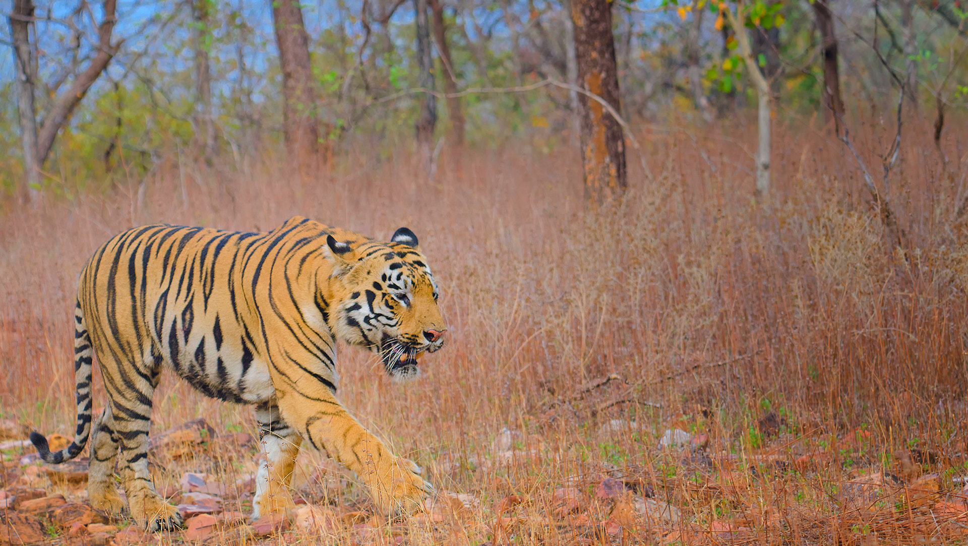 Nikon AF-S Nikkor 70-200mm F2.8G ED VR II sample photo. Tigers world photography