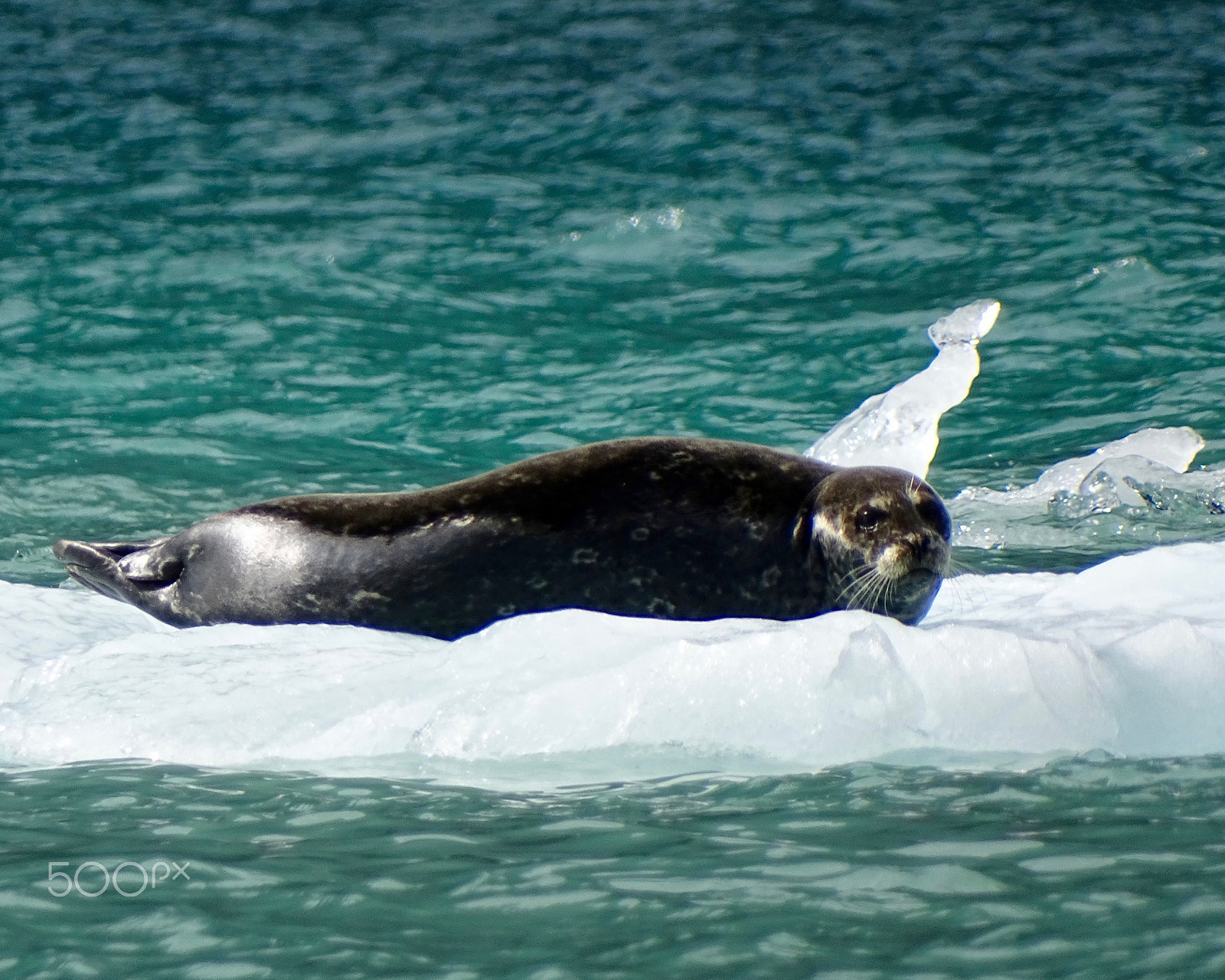 Sony 24-210mm F2.8-6.3 sample photo. Harbor seal on ice flow photography