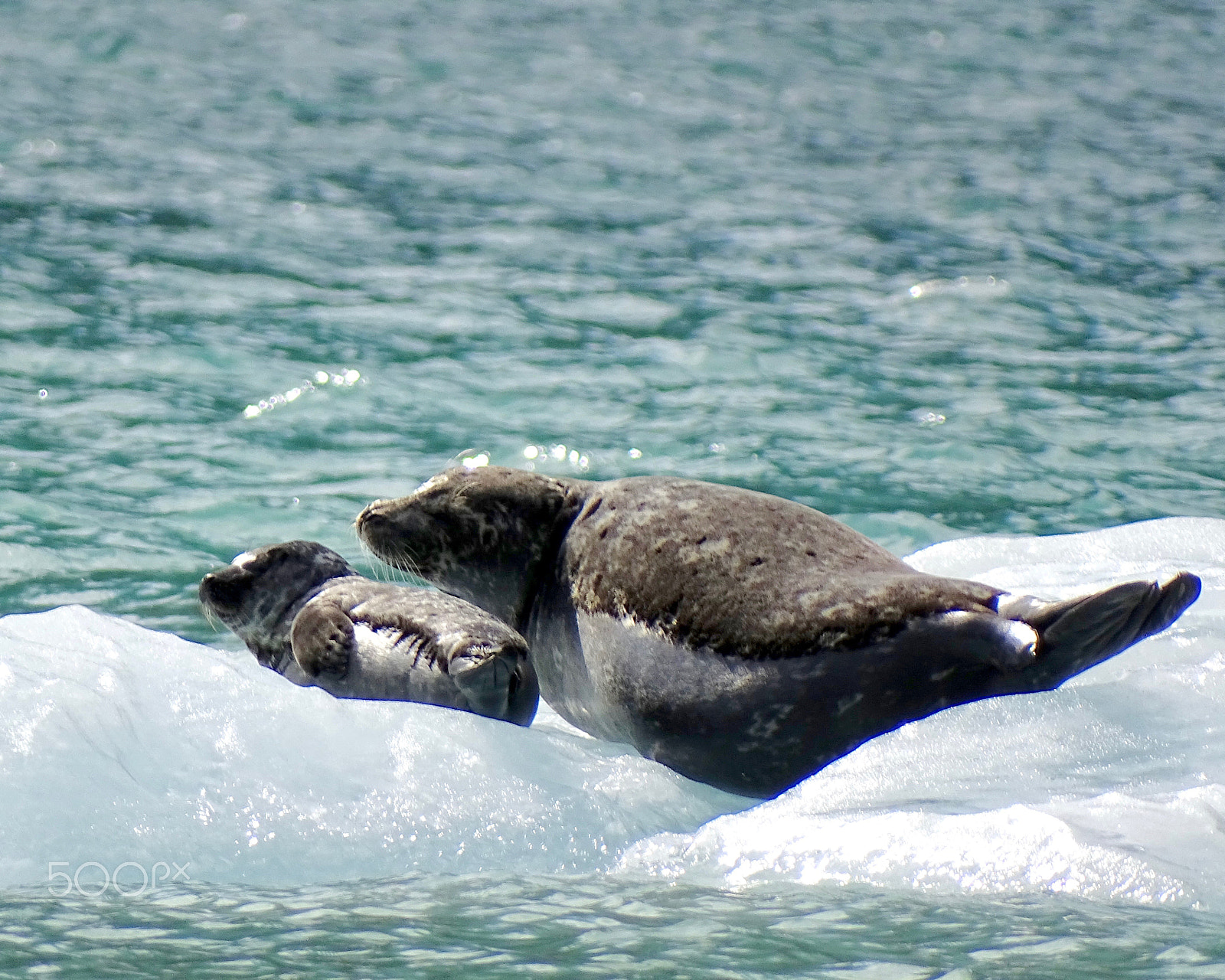 Sony 24-210mm F2.8-6.3 sample photo. Harbor seals on ice flow photography