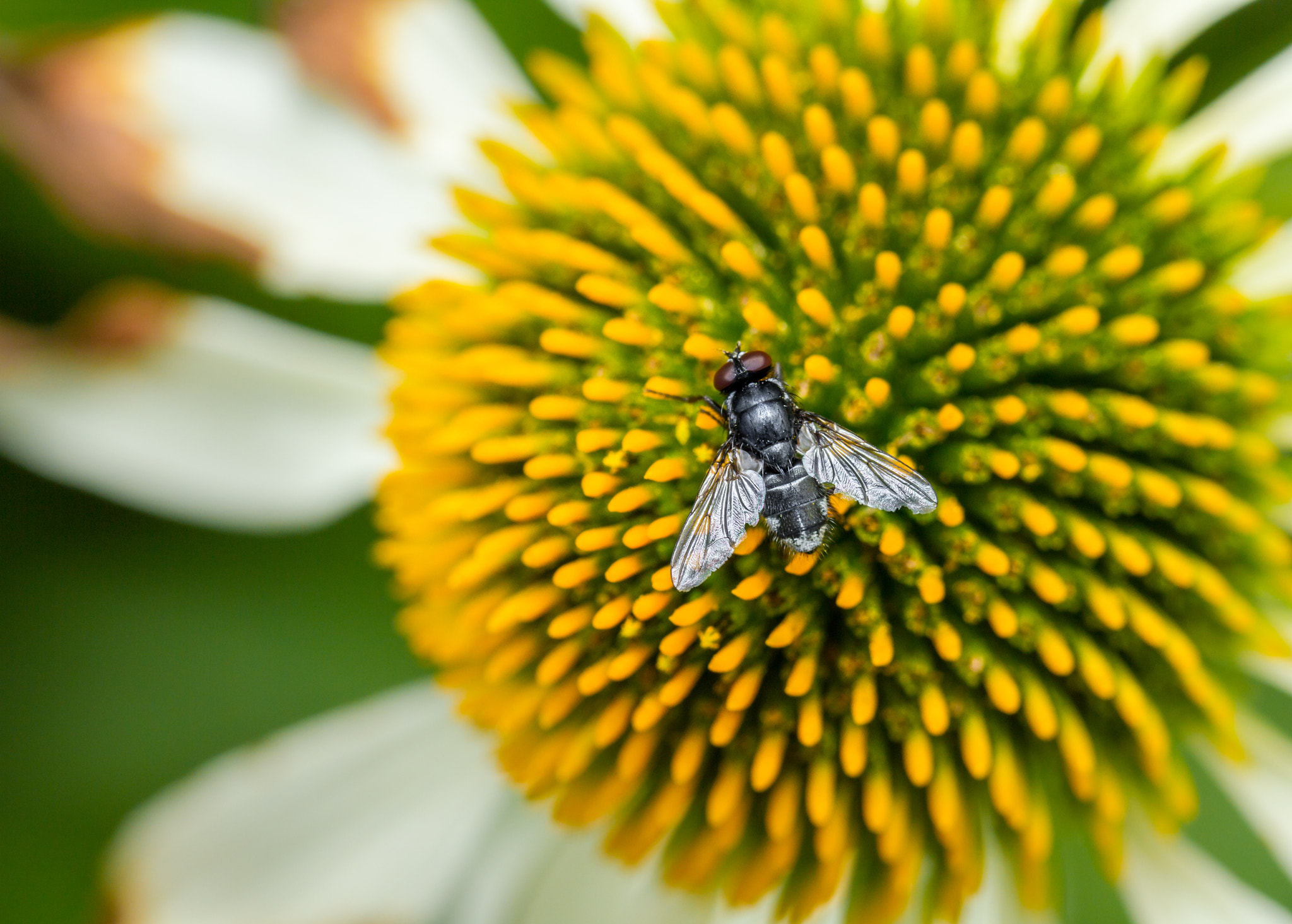 Canon EF 100mm F2.8 Macro USM sample photo. Zoom photography