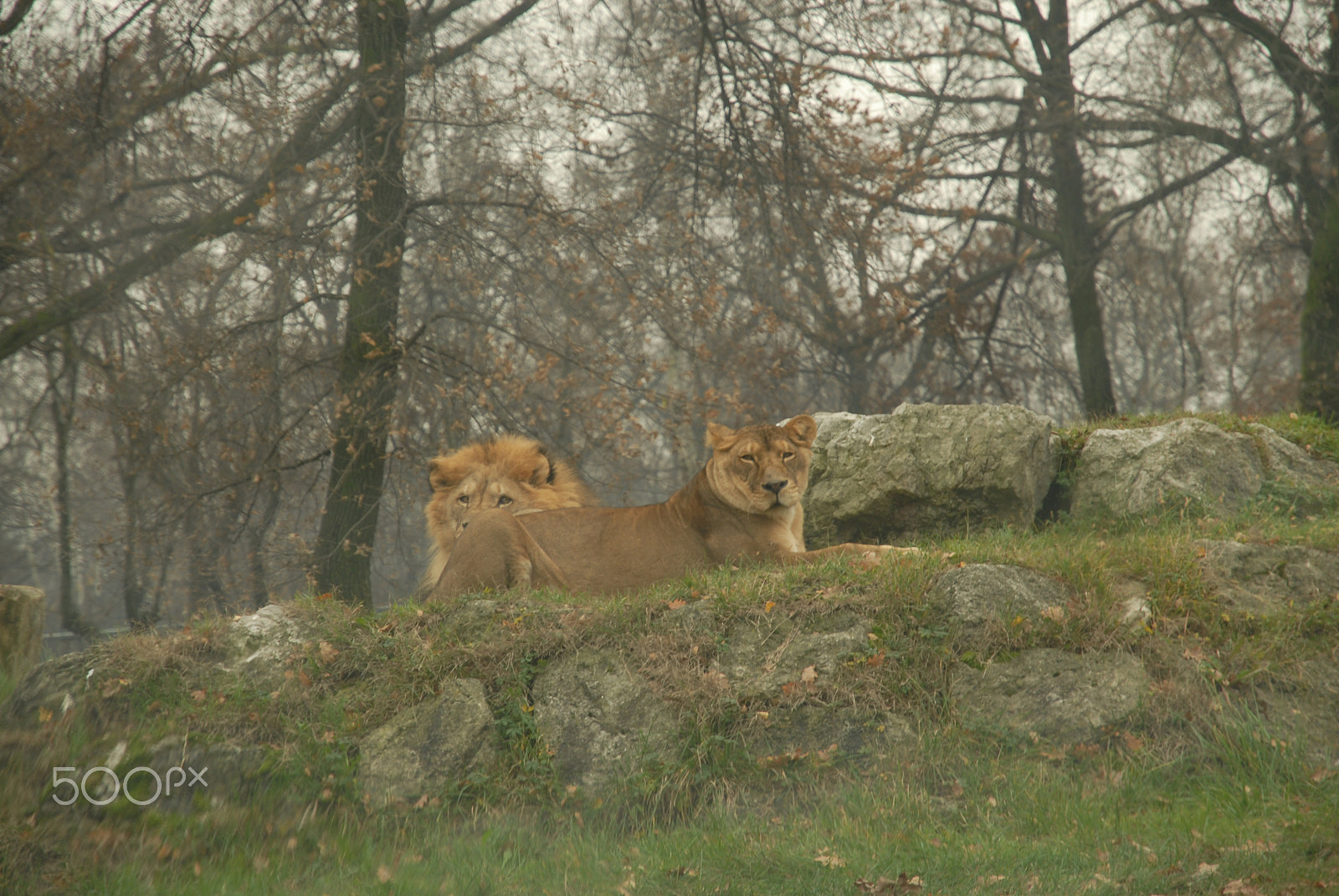 Nikon D200 sample photo. King and queen of the hill photography