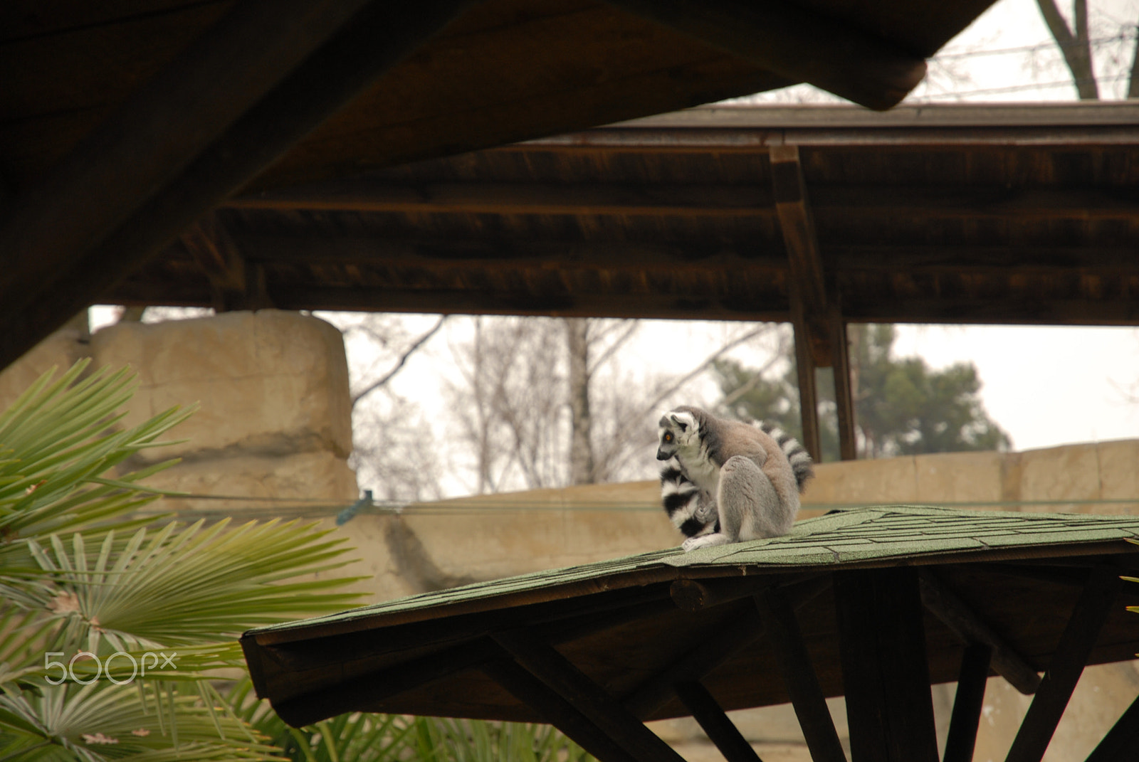 Nikon D200 sample photo. Too cold to "move it, move it" photography