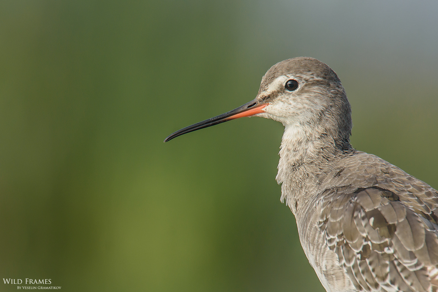 Nikon Nikkor AF-S 300mm F4E PF ED VR sample photo. Sunshine in the eyes photography
