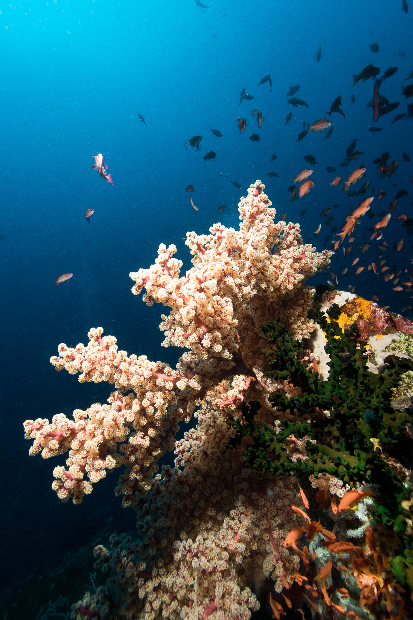 Canon EF-S 10-22mm F3.5-4.5 USM sample photo. Soft coral and anthias photography