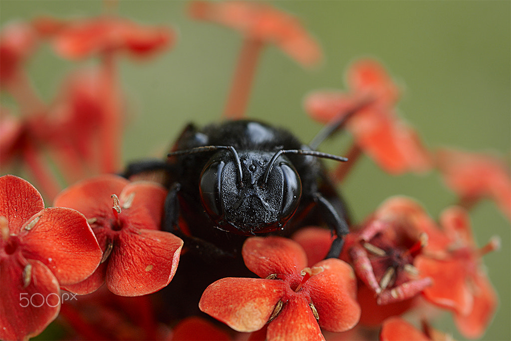 Nikon AF-S Micro-Nikkor 60mm F2.8G ED sample photo. Abelha  -bee photography