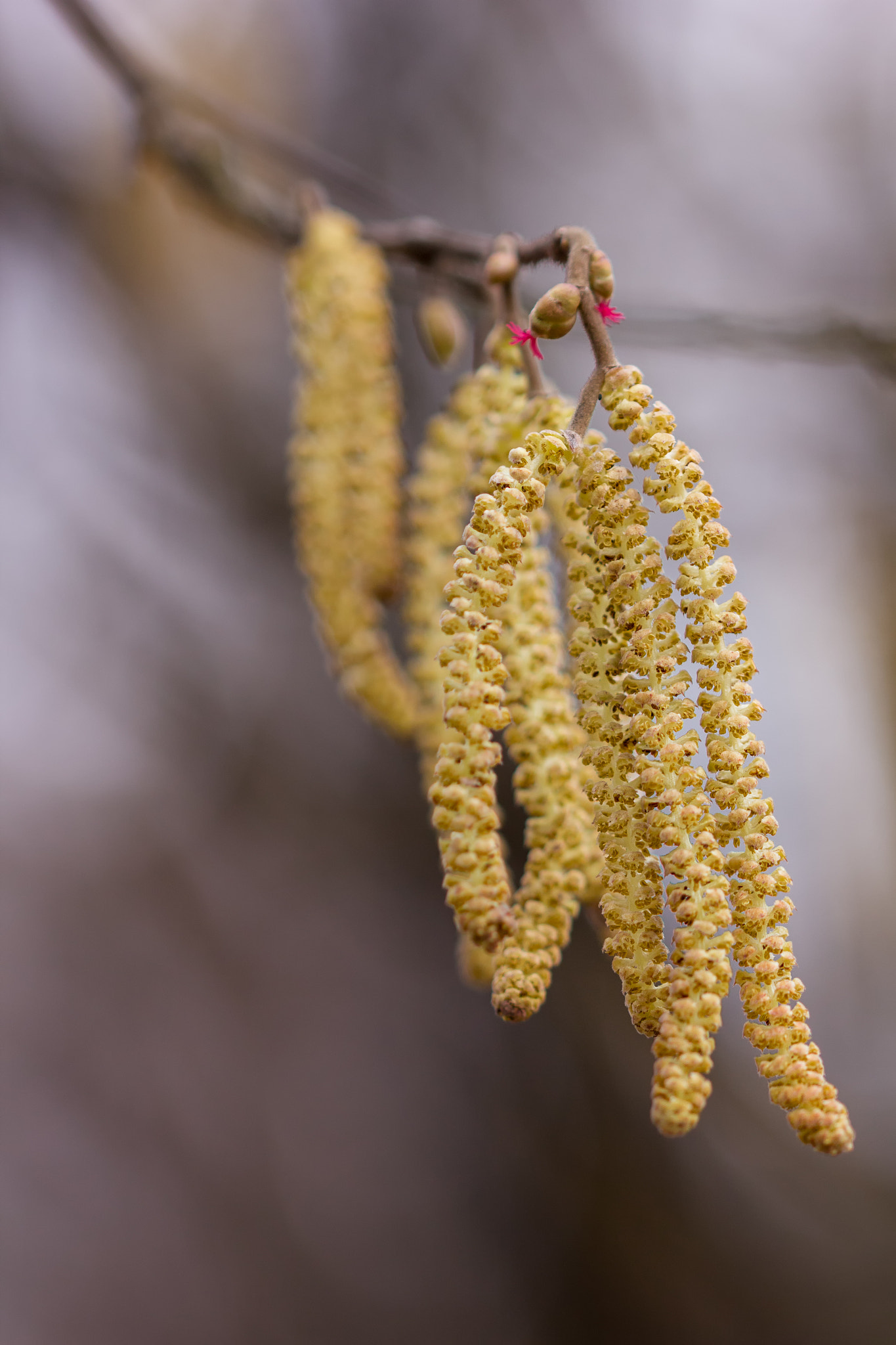 Canon EOS 60D + Sigma 105mm F2.8 EX DG OS HSM sample photo. Spring is comming photography