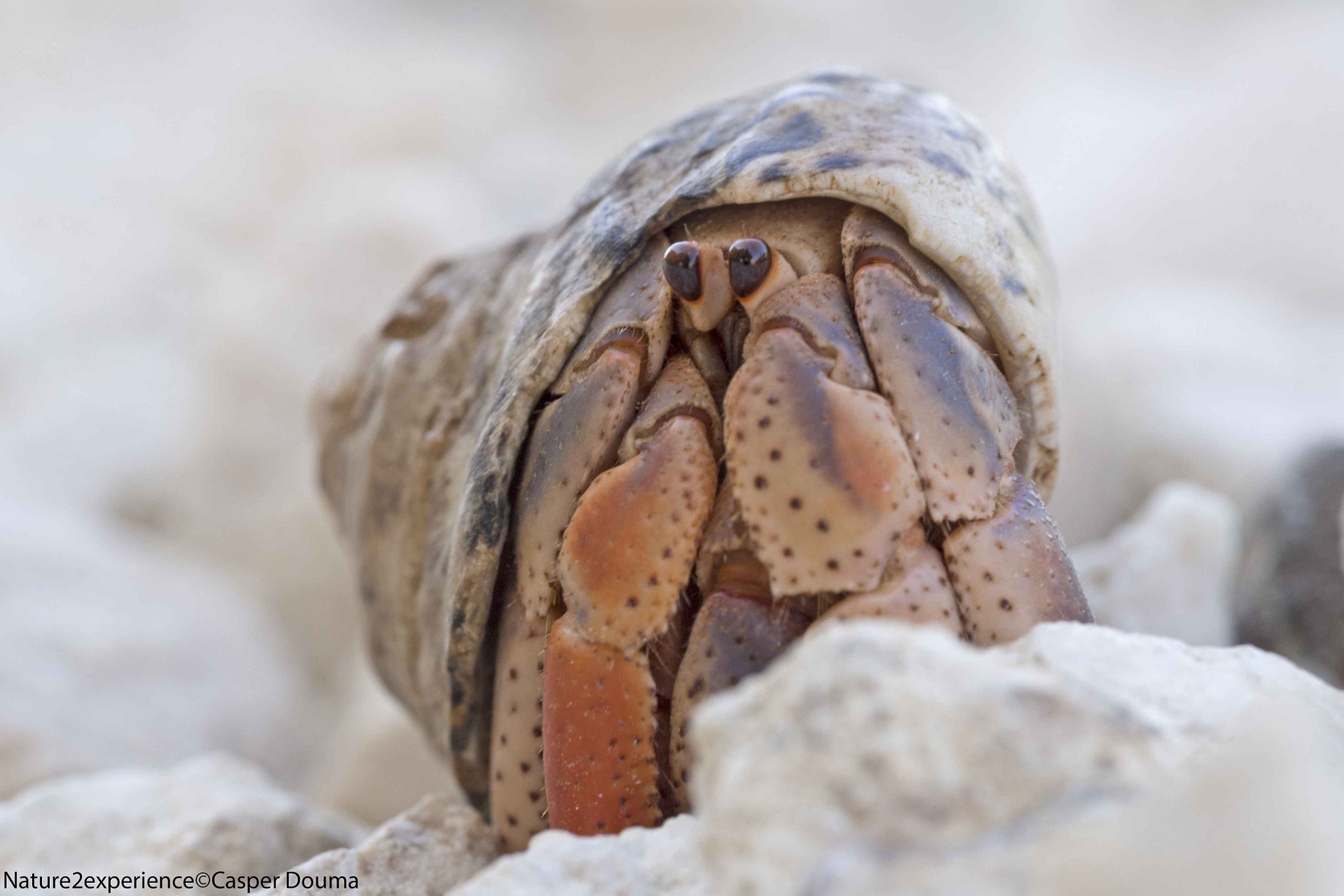 Olympus PEN E-PL5 sample photo. Hermit crab photography