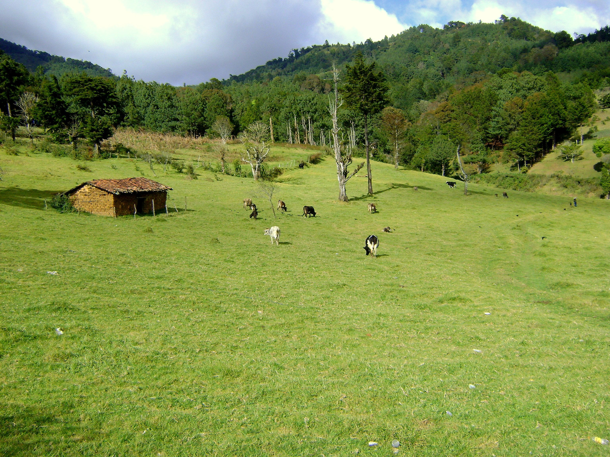 Sony DSC-S730 sample photo. Farm in el pital photography