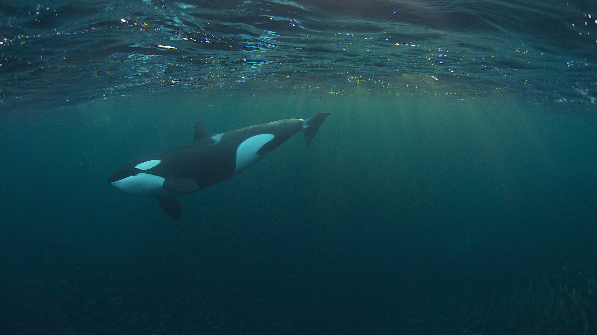 Olympus PEN E-PL5 + LUMIX G FISHEYE 8/F3.5 sample photo. Swimming with orca's out in the free photography