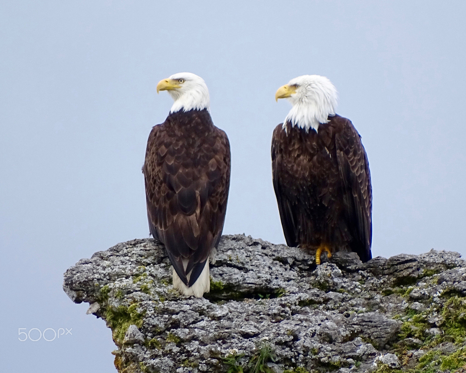 Sony 24-210mm F2.8-6.3 sample photo. Bald eagles perched on rock photography